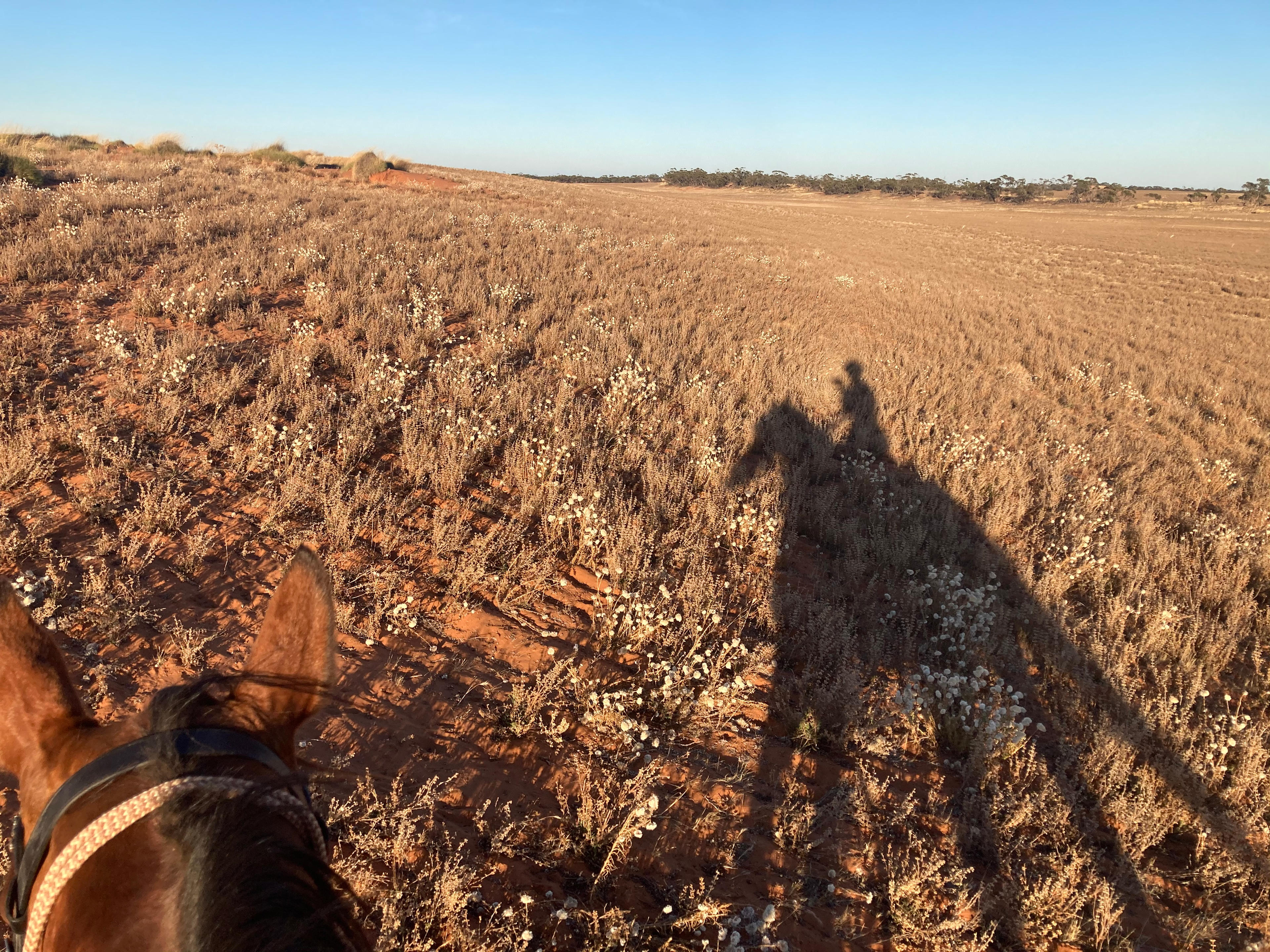 A beautiful morning ride in our front paddock