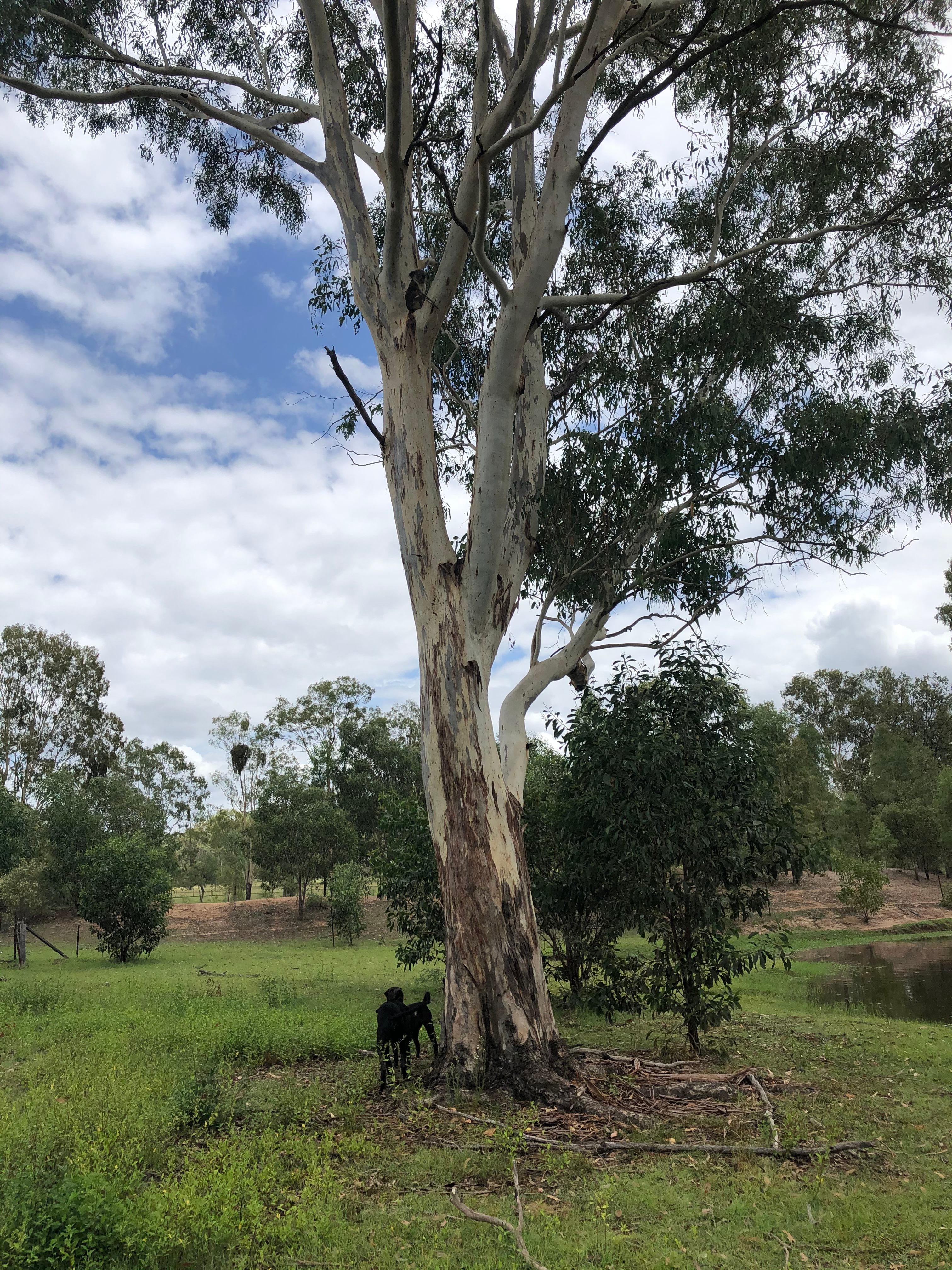 My dog Molly can find the koala if you ask her. Her big sharpei bear nose never lets her down!