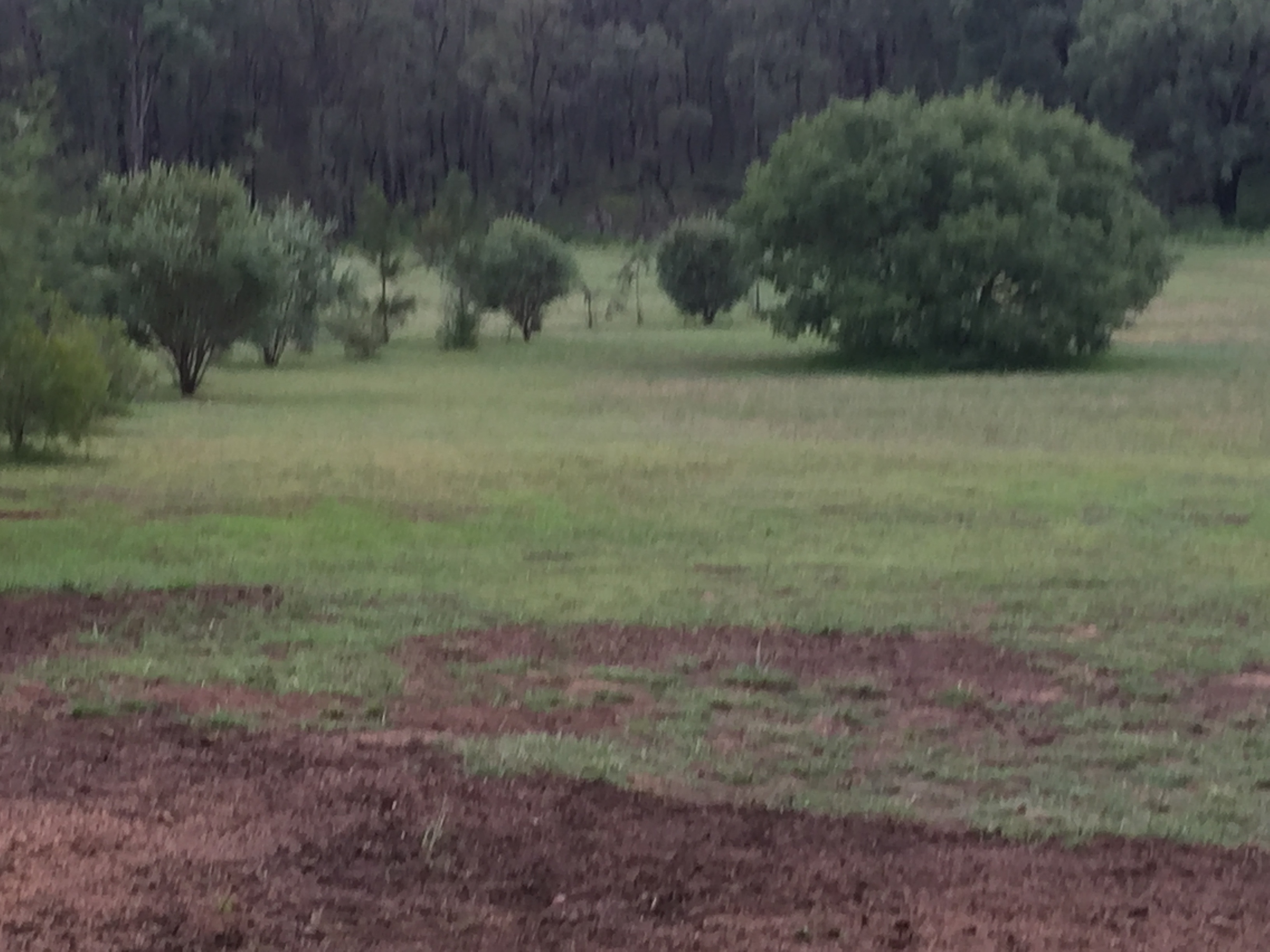 Warrumbungles Mtn Motel Campground