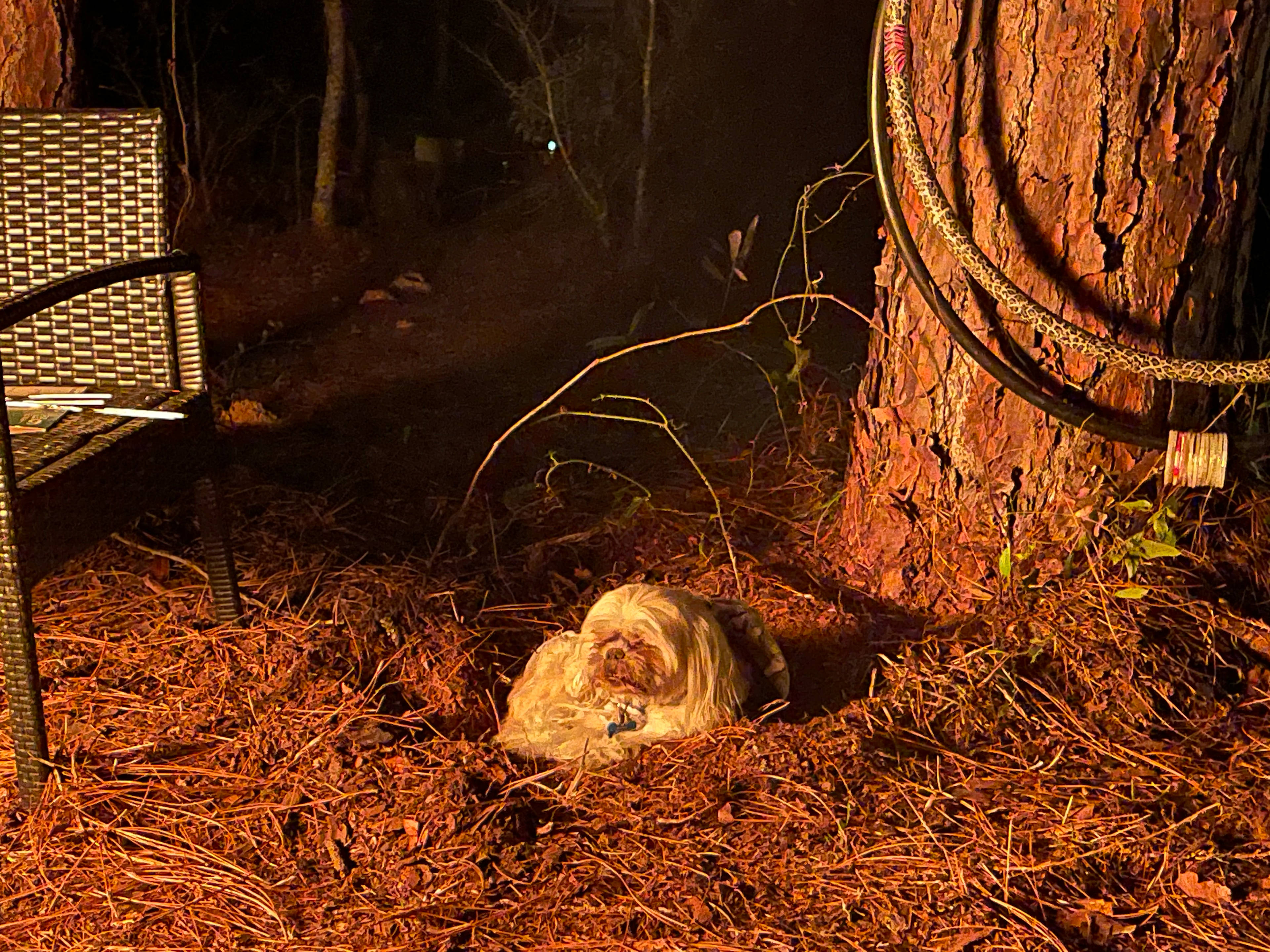 Our little dog likes to make fox homes.