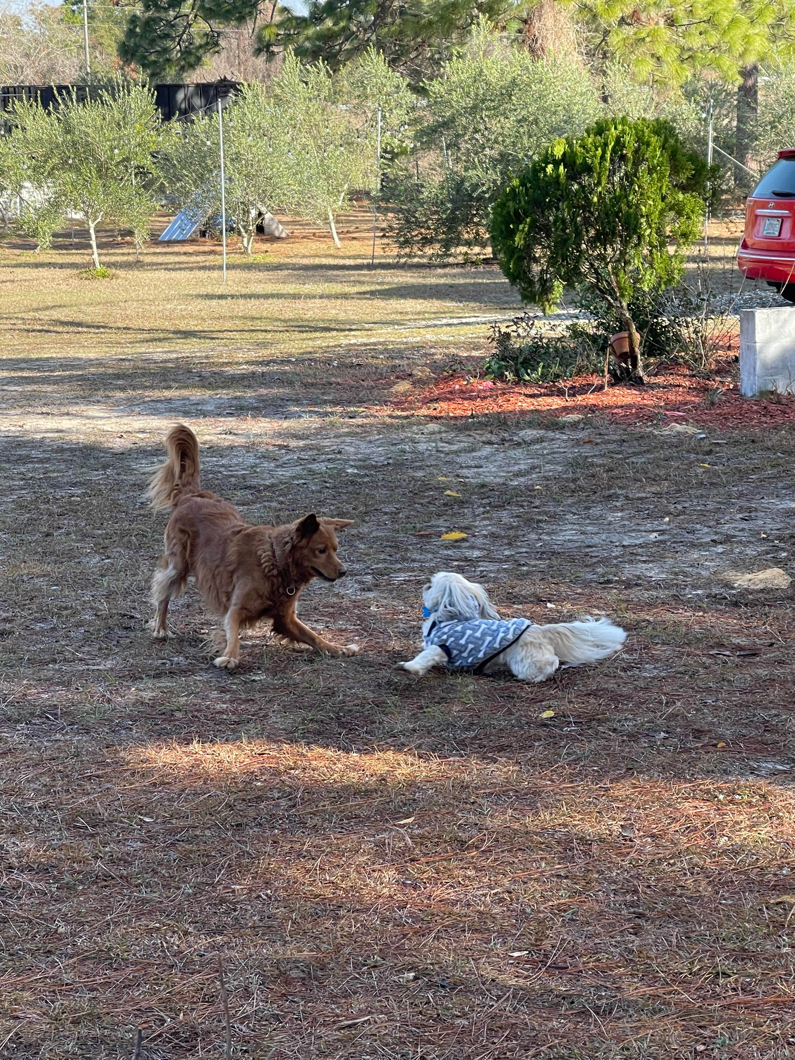 Our little dog loves Skuttles, the host dog. 