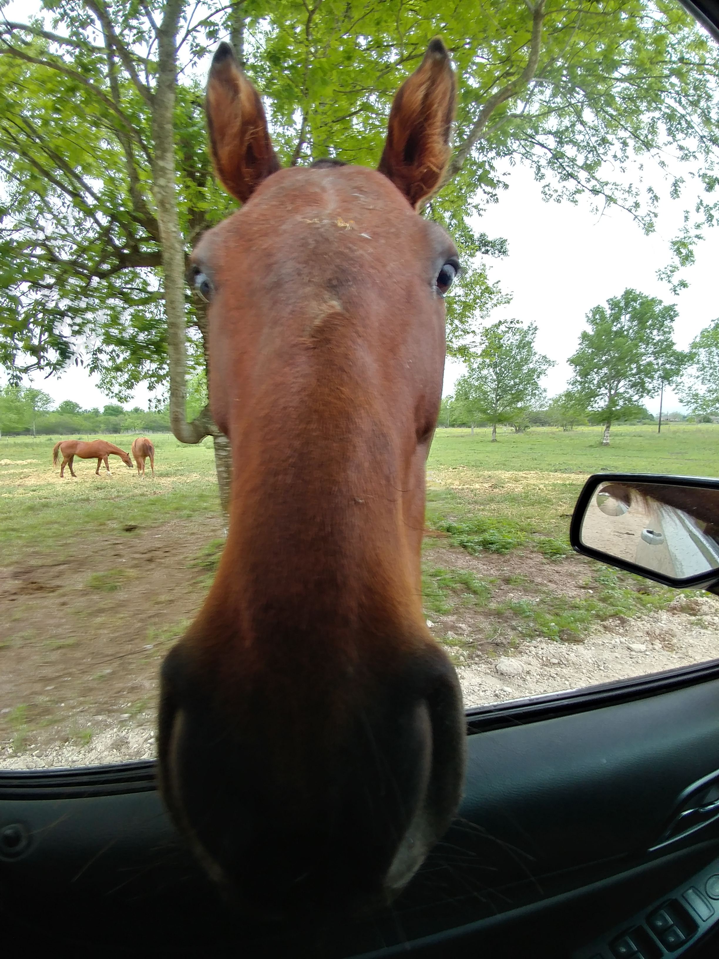 Quiet farm wildlife reserve