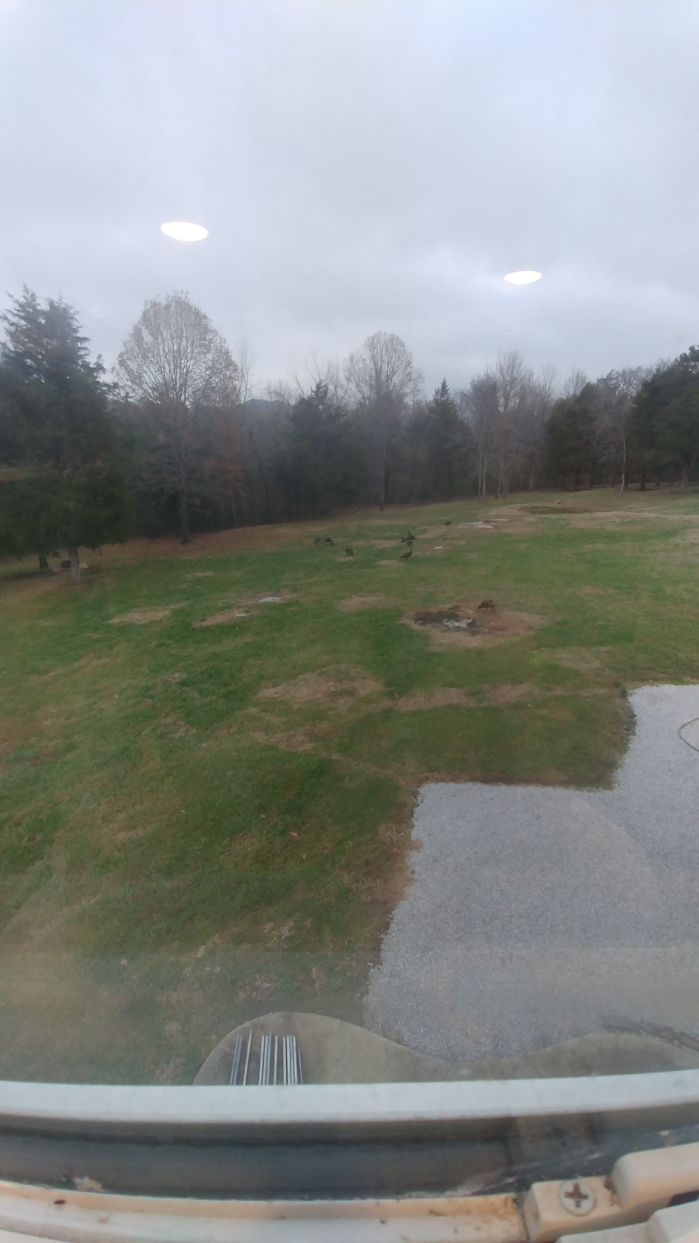 Cedar trees and soft ground
