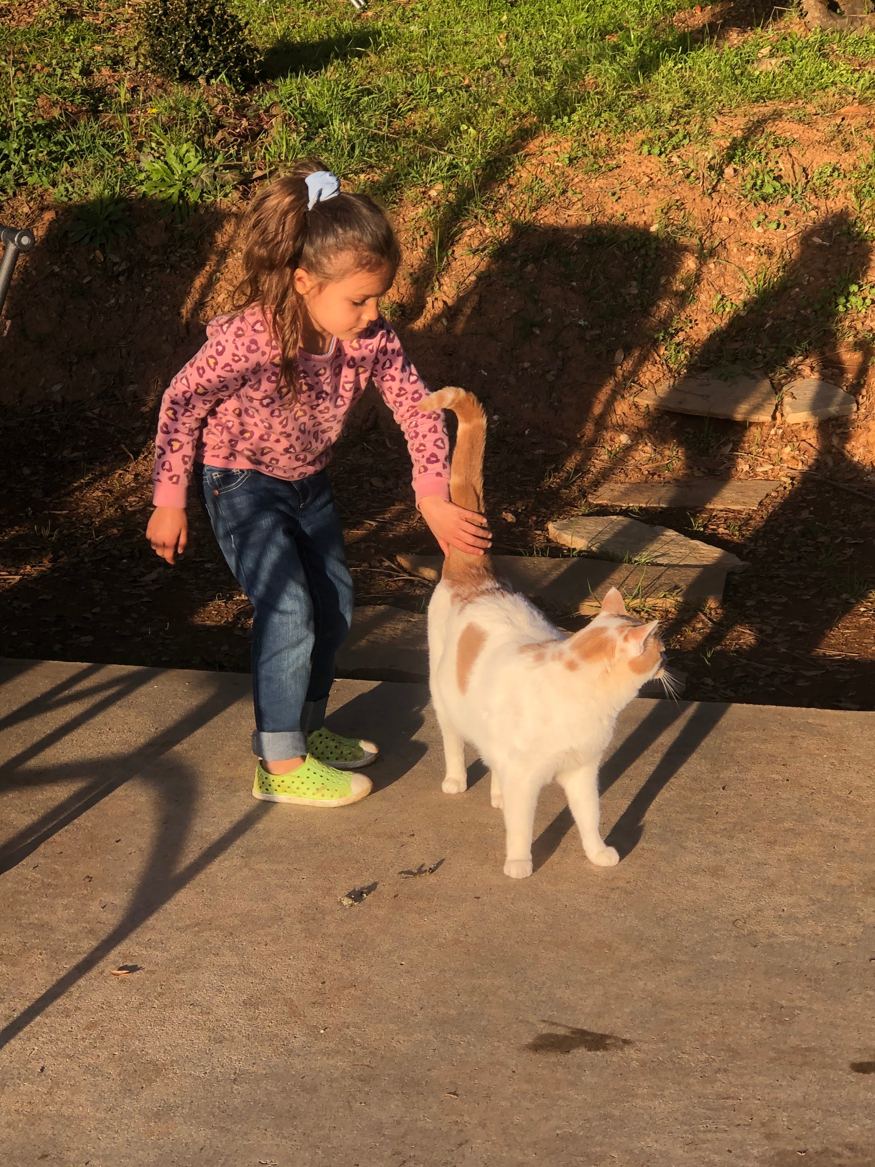 One of the friendly cats on the property 