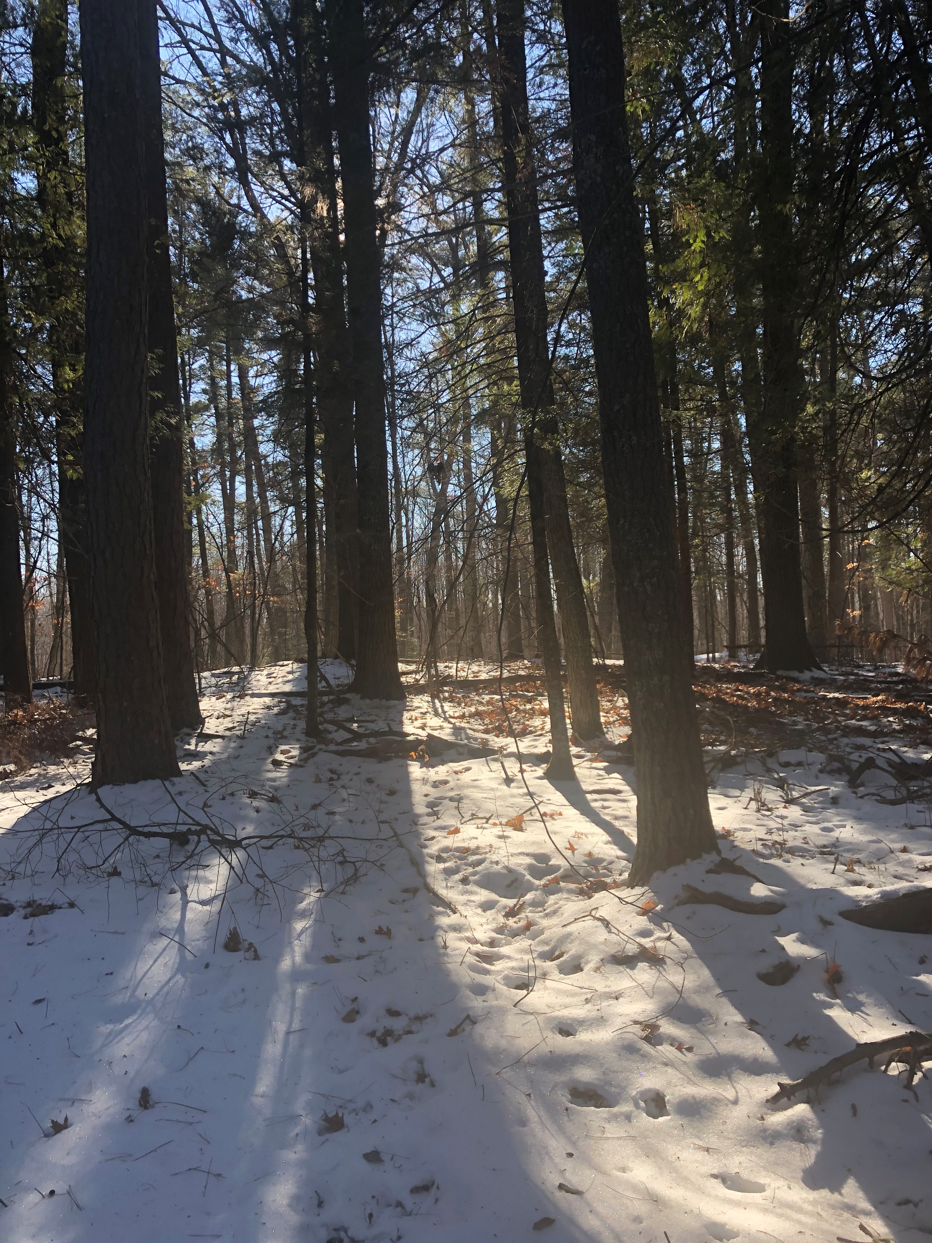 Clear and sunny areas for walking