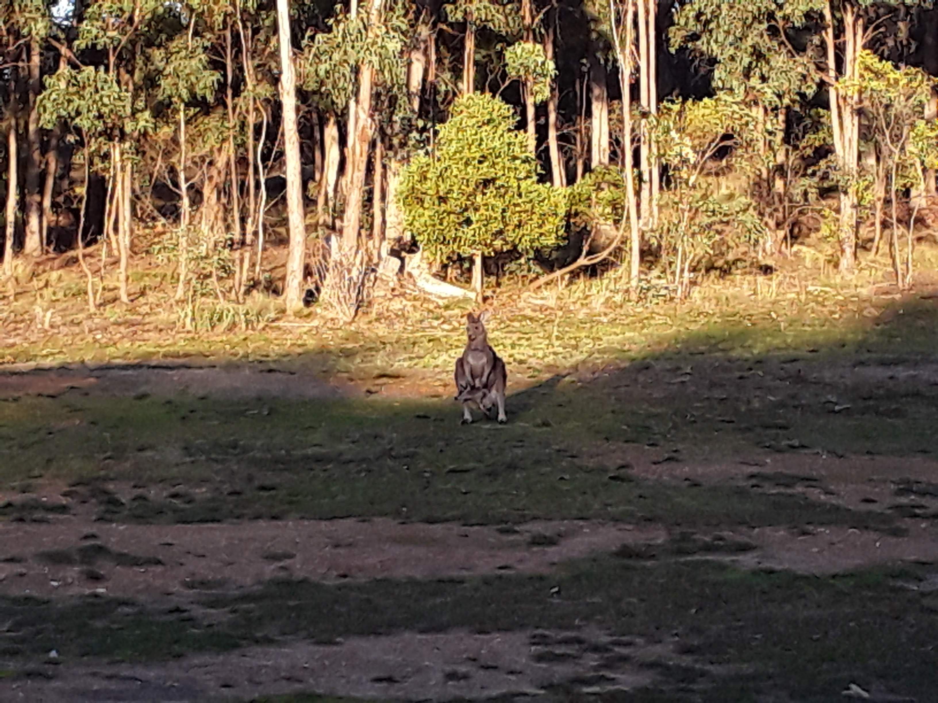 Penzance Bushland Retreat