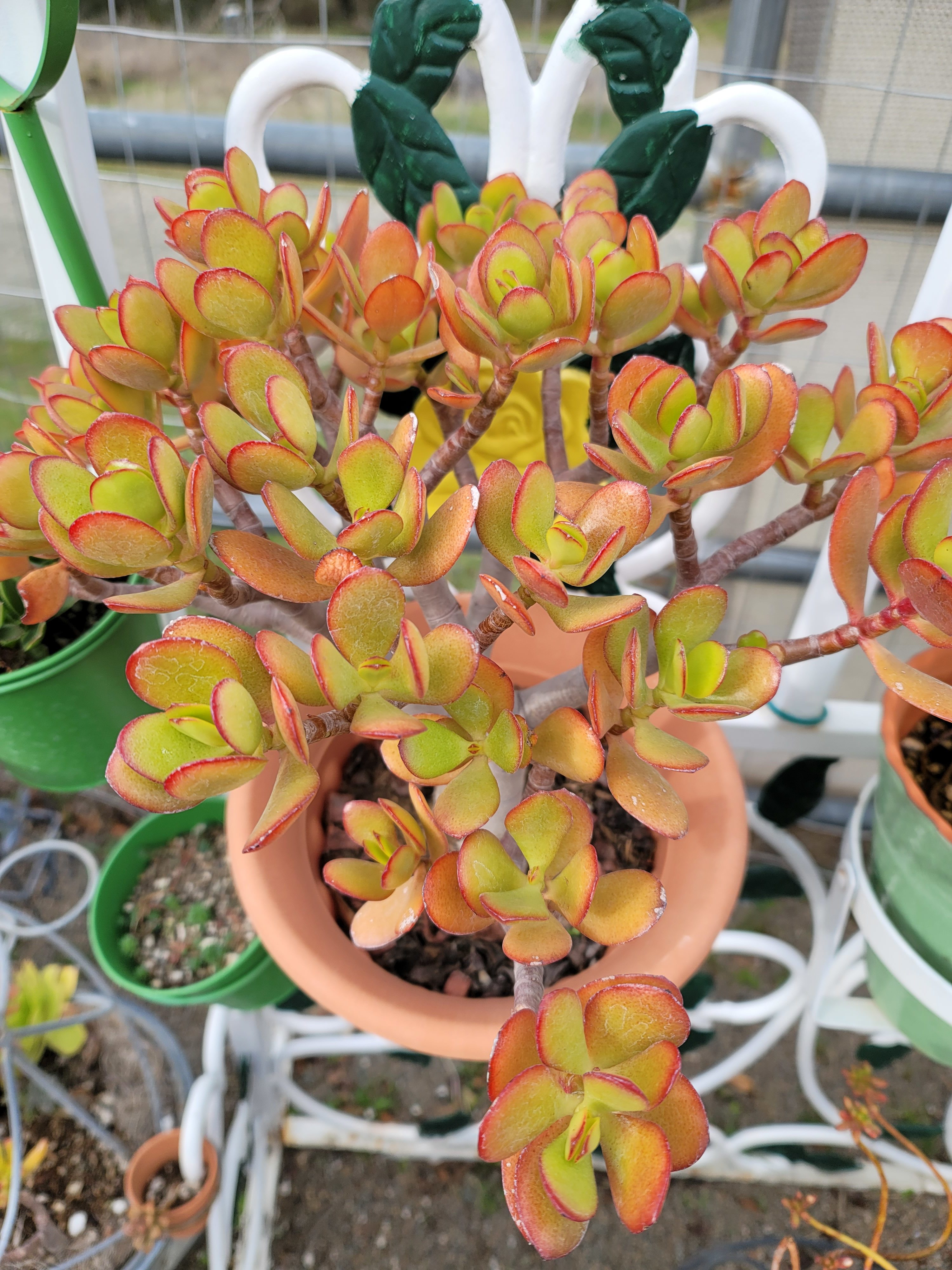 Bella Branch at SE Ranch