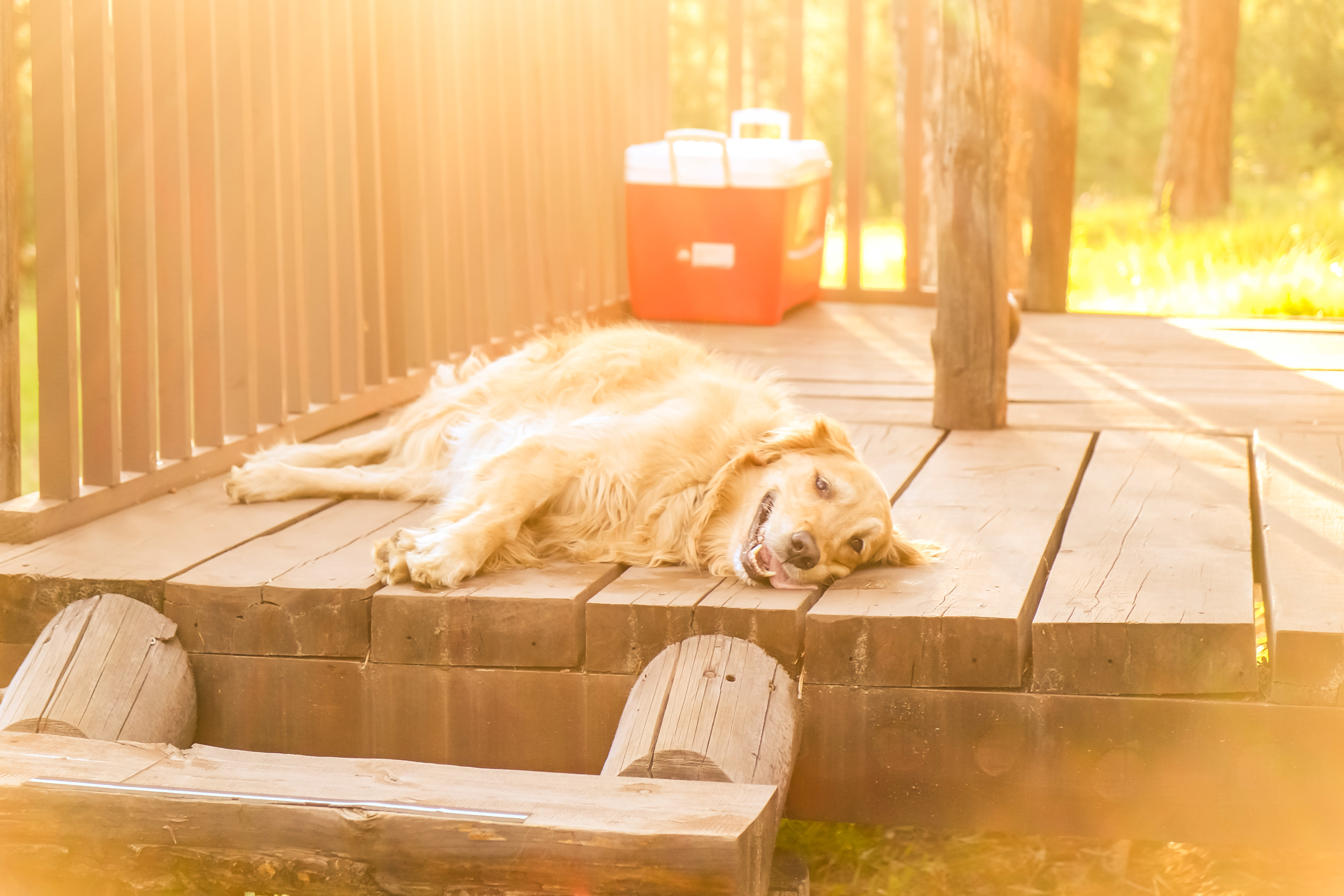 We're very dog friendly at the Hohnstead, so let's get in touch about bringing yours! 100+ acres of roaming. Extra fees apply.