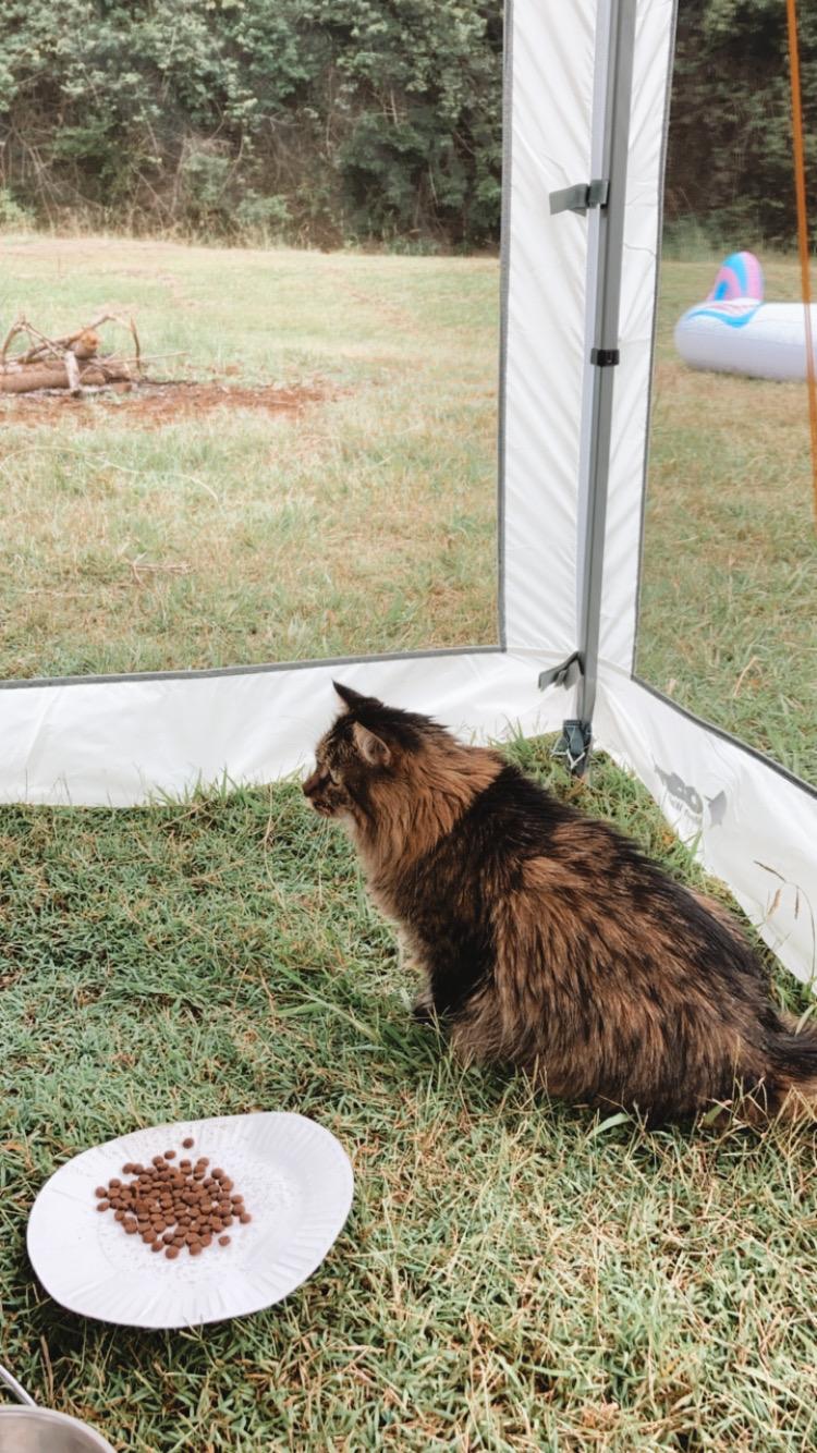 Pet friendly campsite (brought our cat)