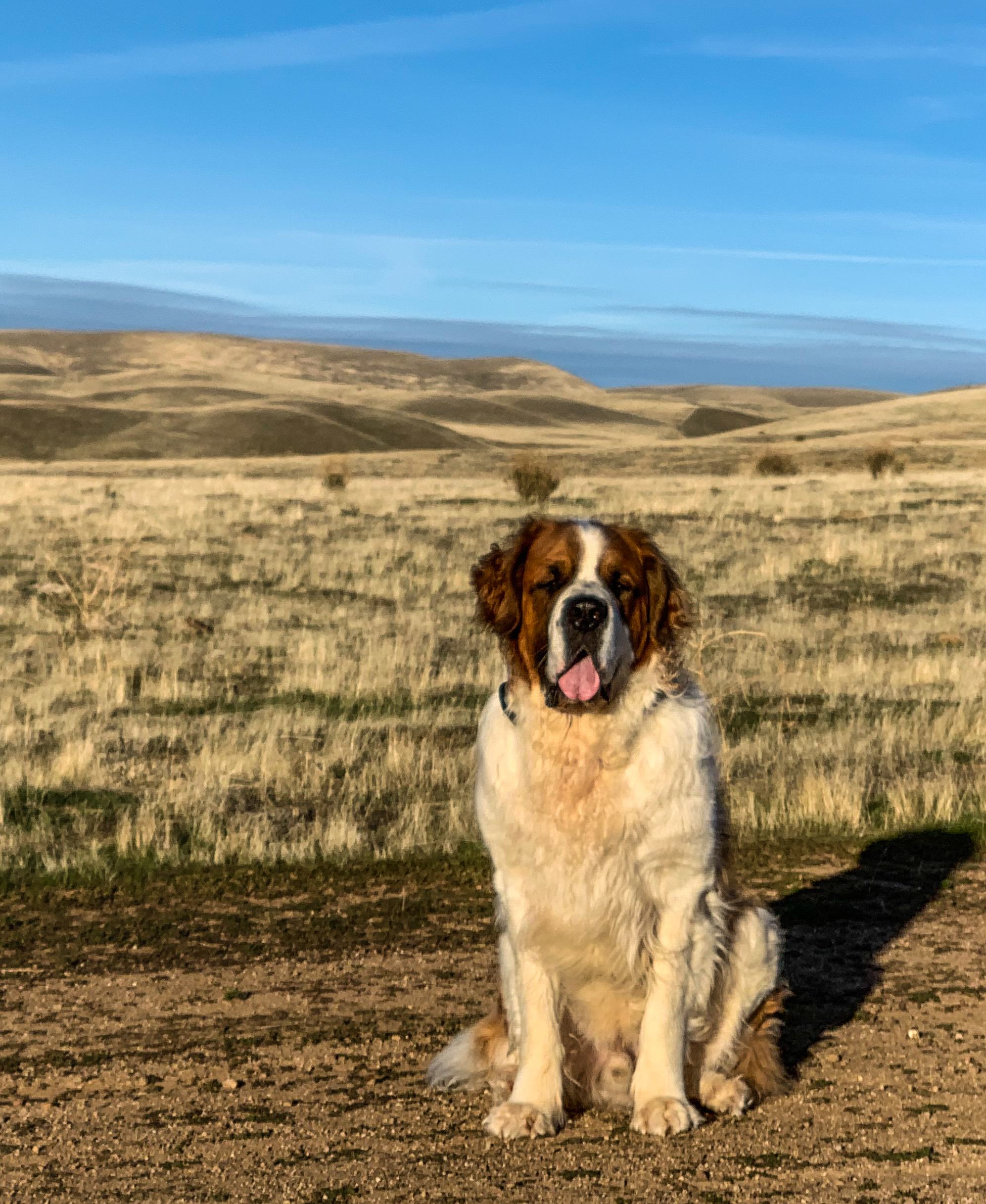 Plenty of room to run and chase rabbits