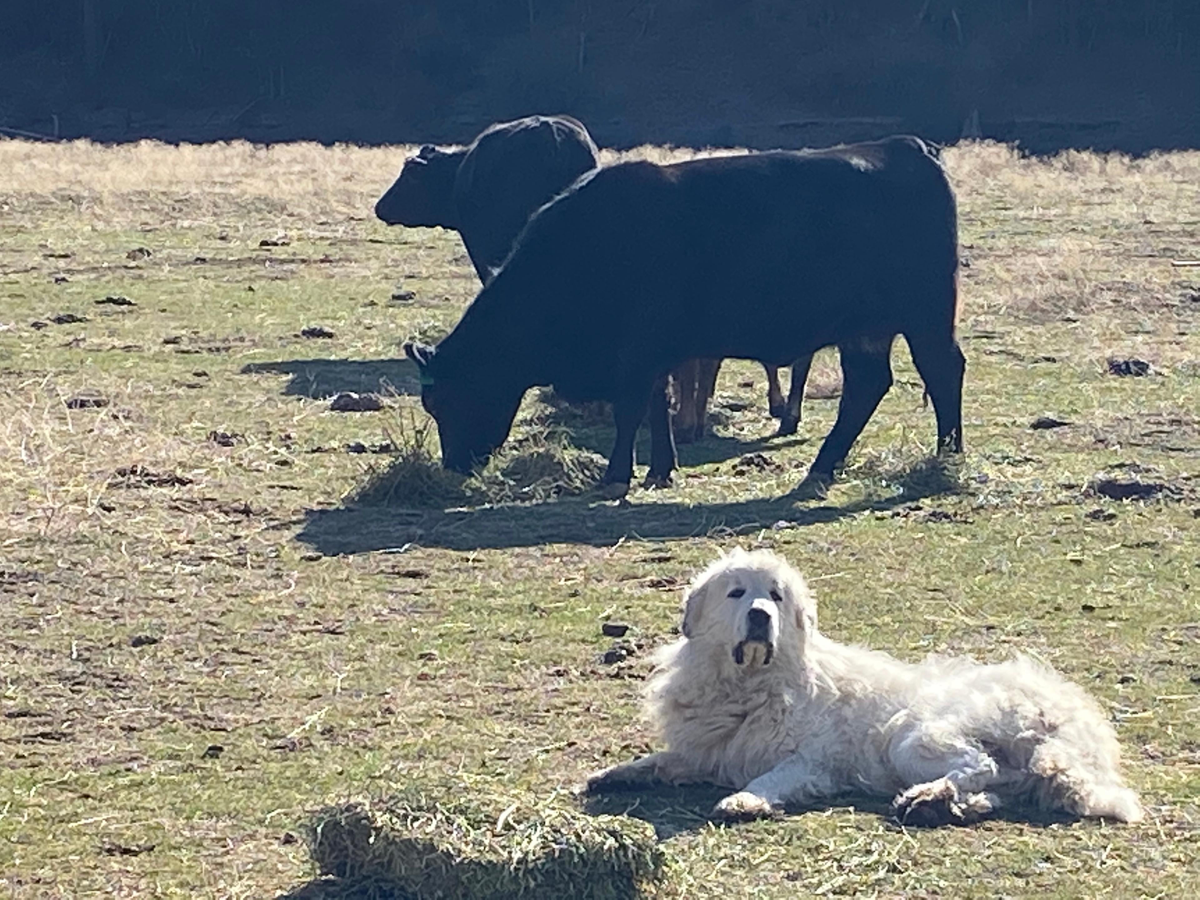 Cramer Ranch