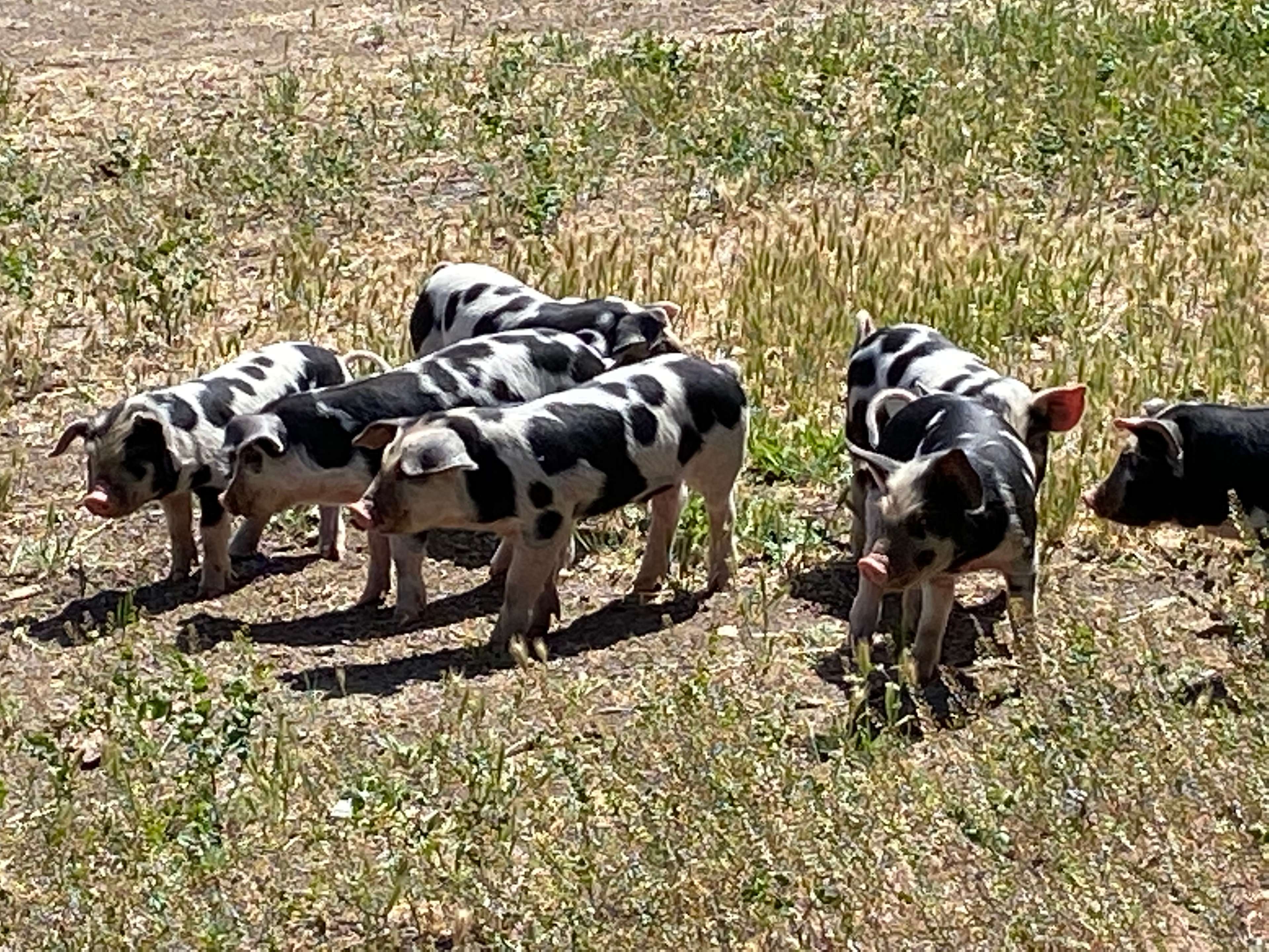 Cramer Ranch