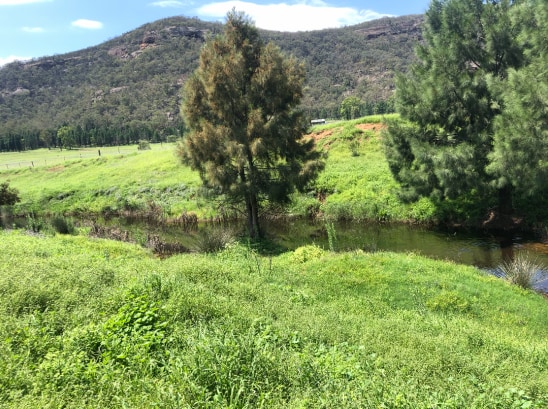 Seasonal creek on the property - not suitable for swimming, our cattle drink and cool off here! 