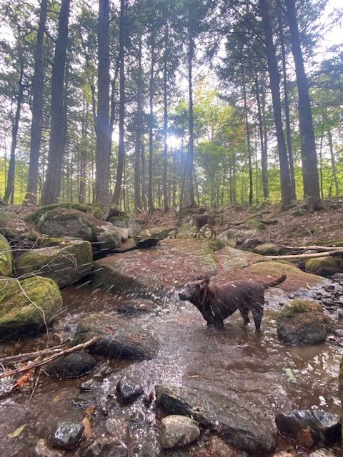 Gott Brook, access from Maine Vibes site and property 