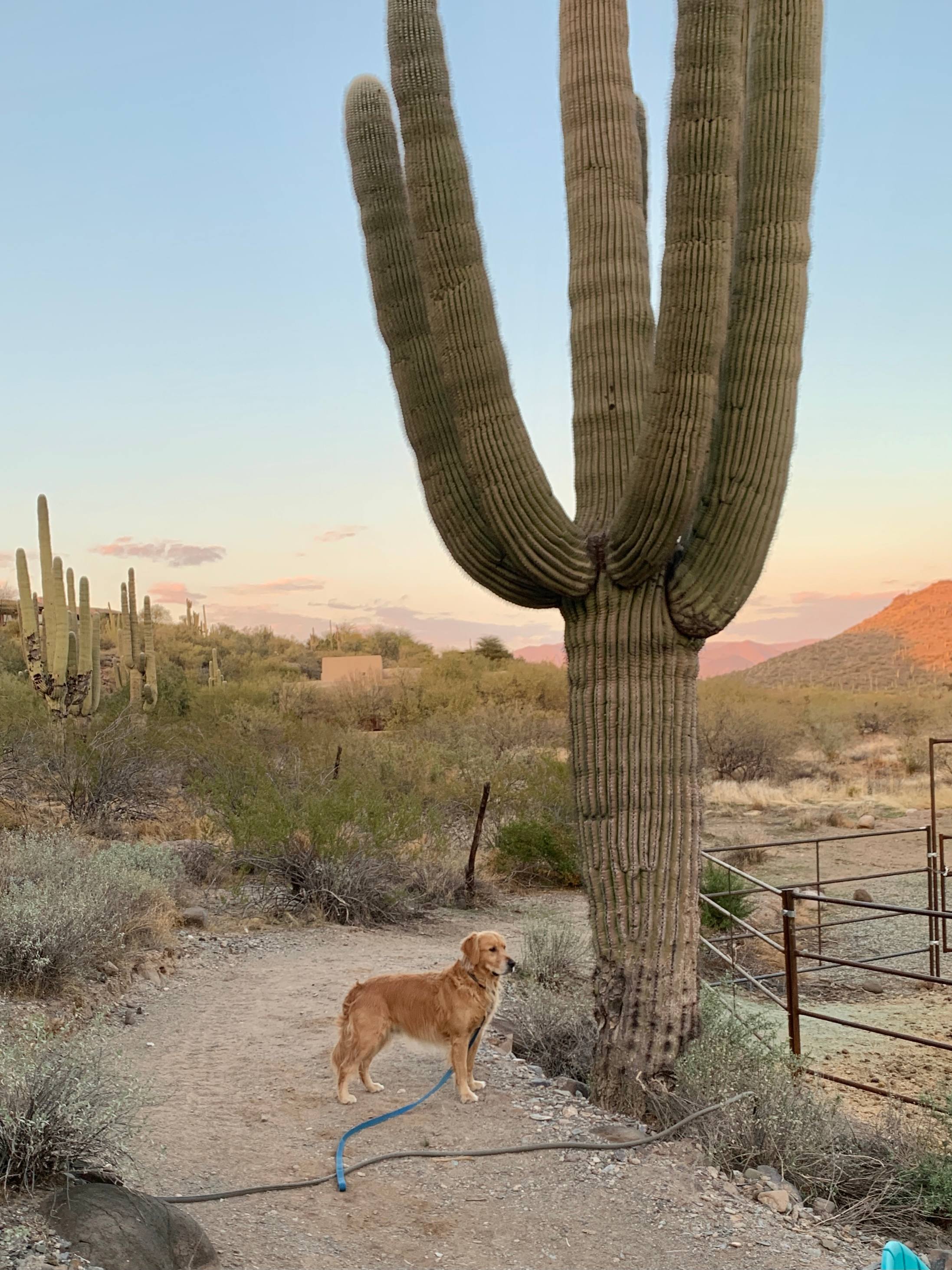 Cave Creek Quiet Homestead