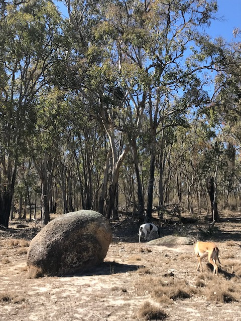 One of the typical boulders along the New England Highway.