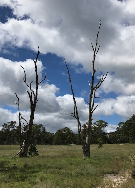 Skeletal trees are like sculptural forms and a resting point for the rich birdlife in the area.
