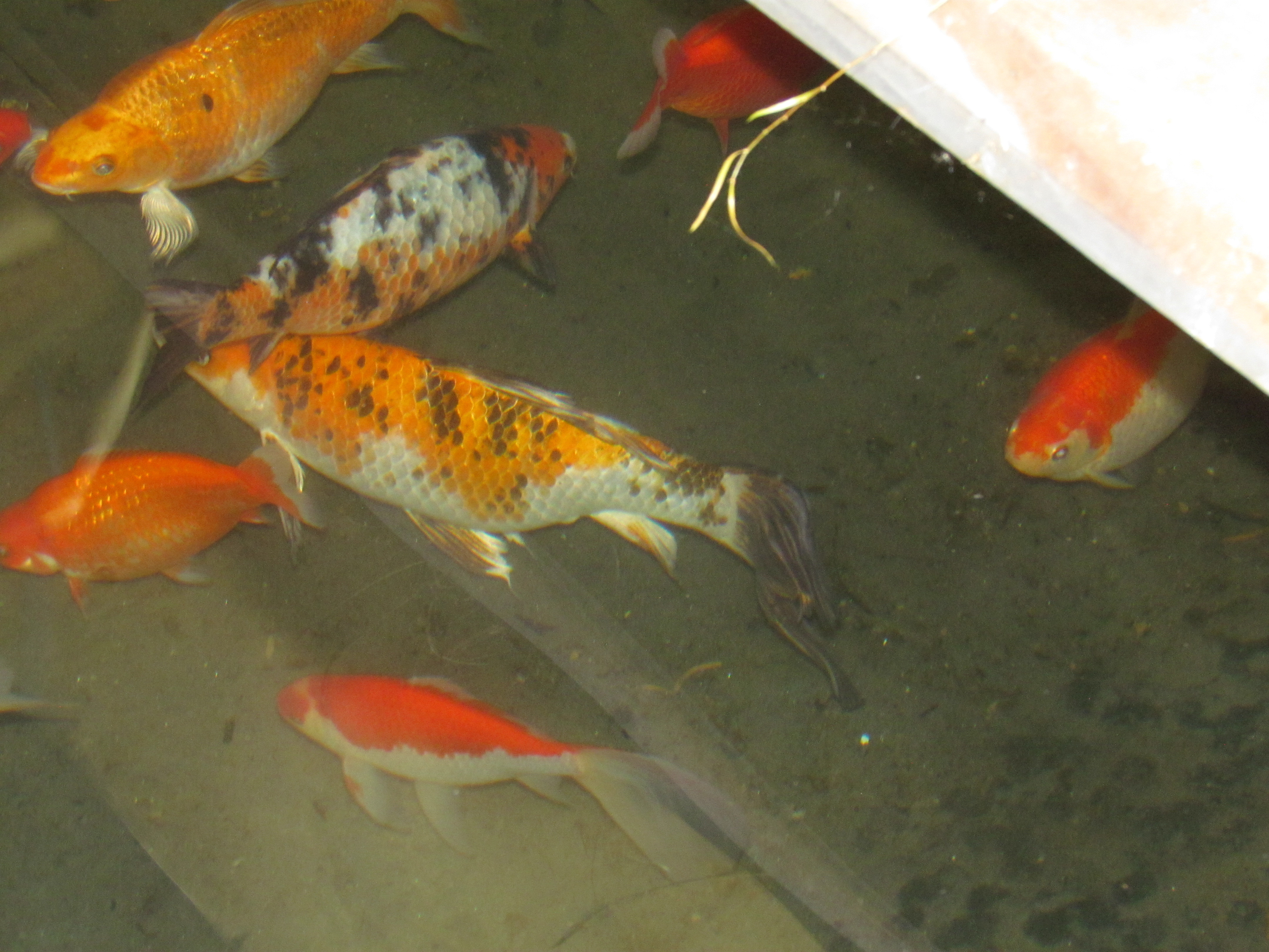 Green Acres Herbal Retreat