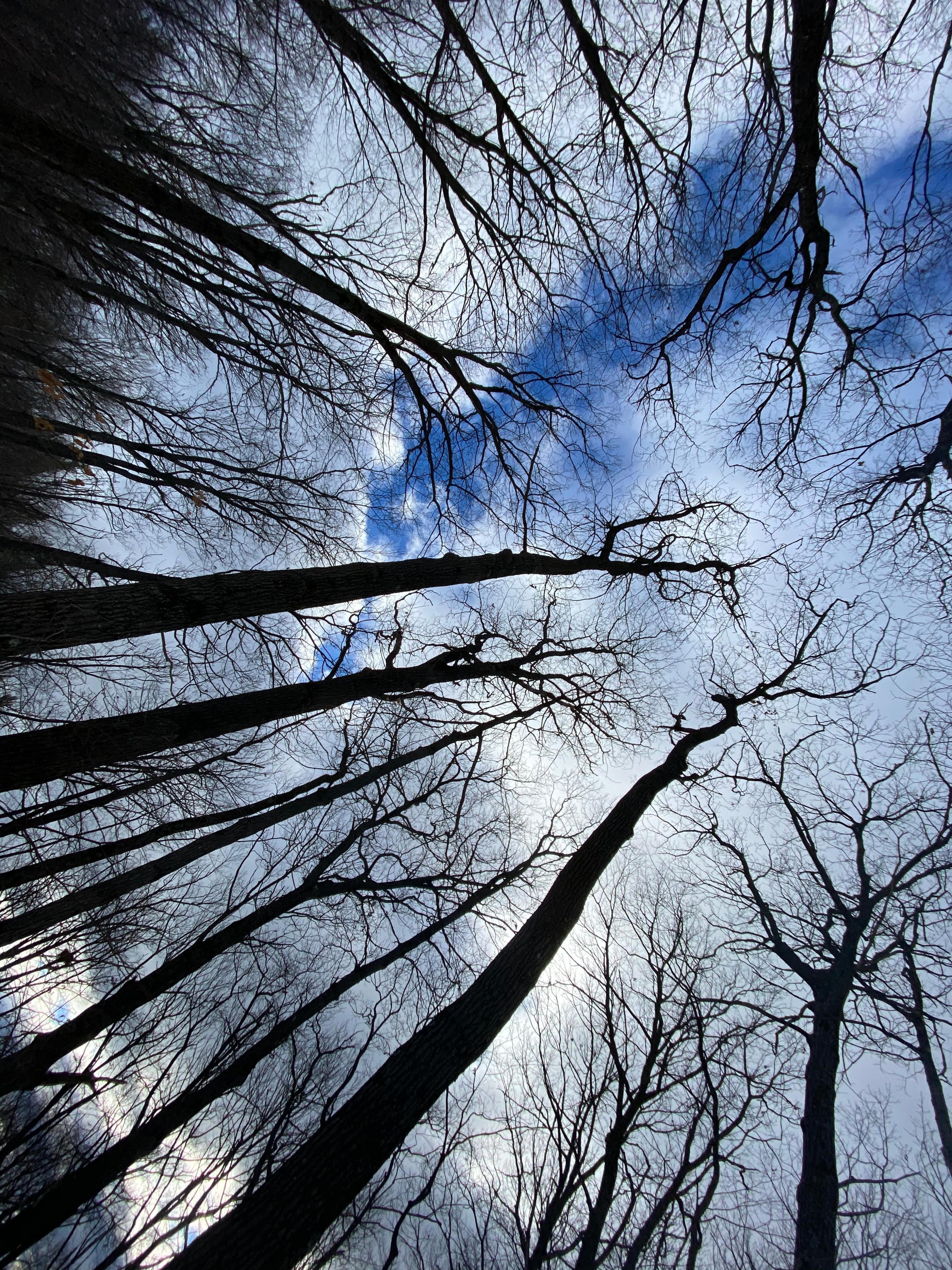 Many tree friends standing here for you to enjoy and get to know.