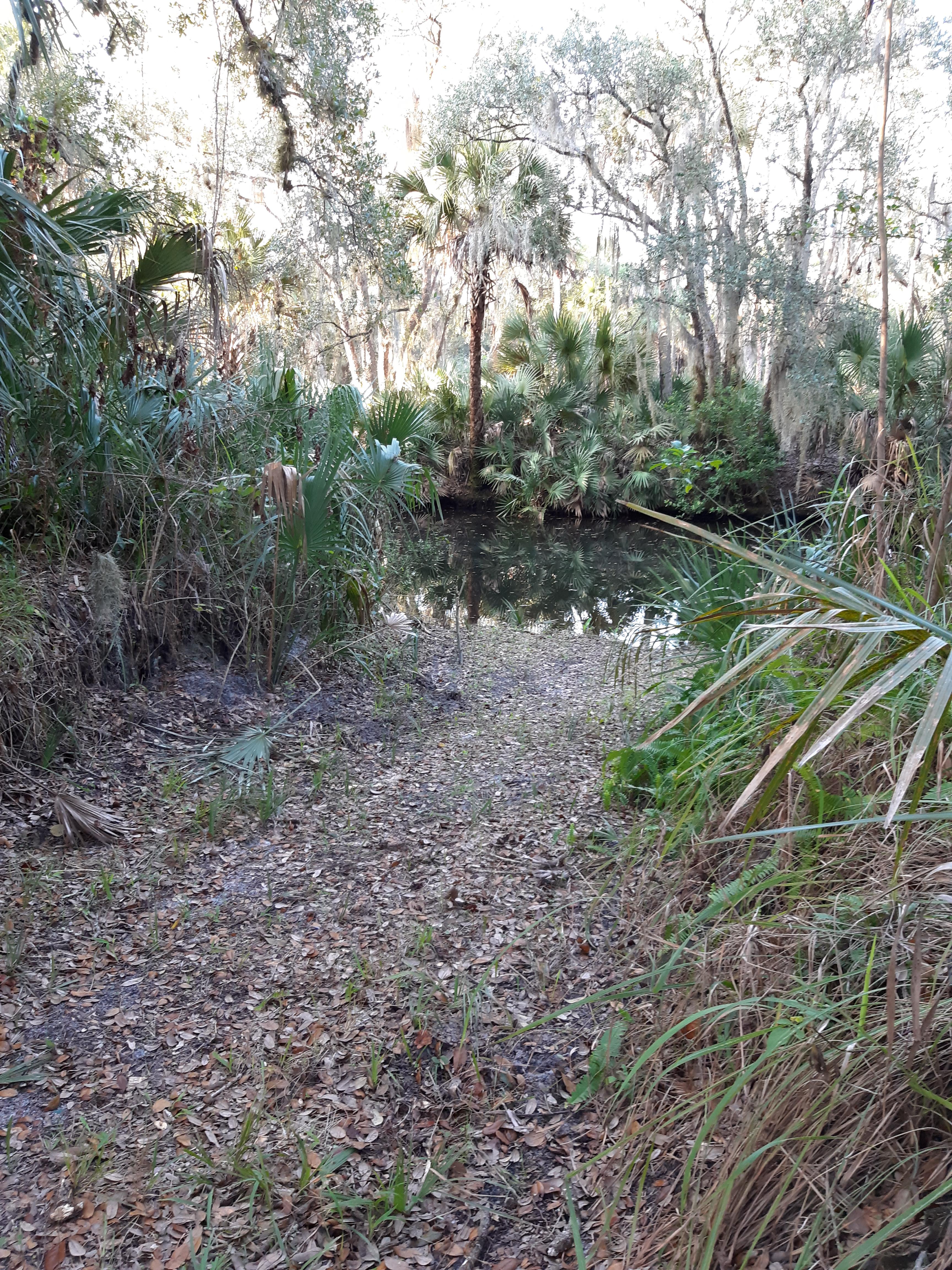 A Swamp Paradise in Florida