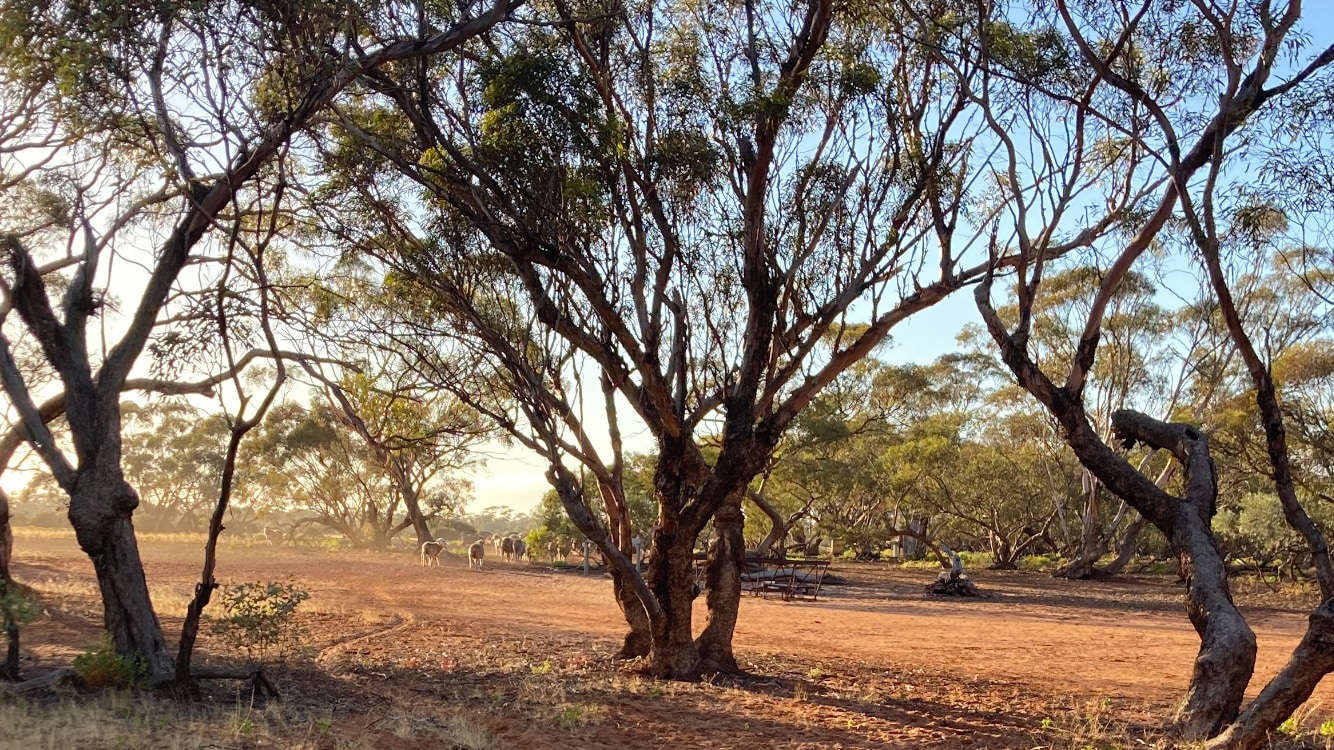 Camp site by morning