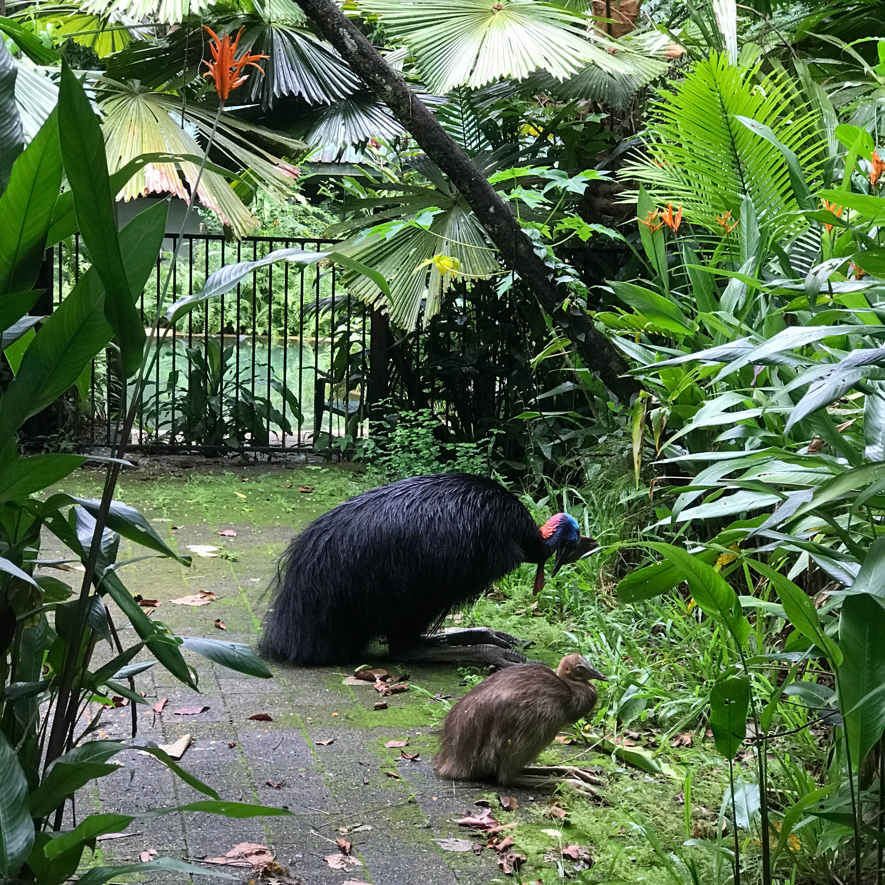 Daintree Crocodylus
