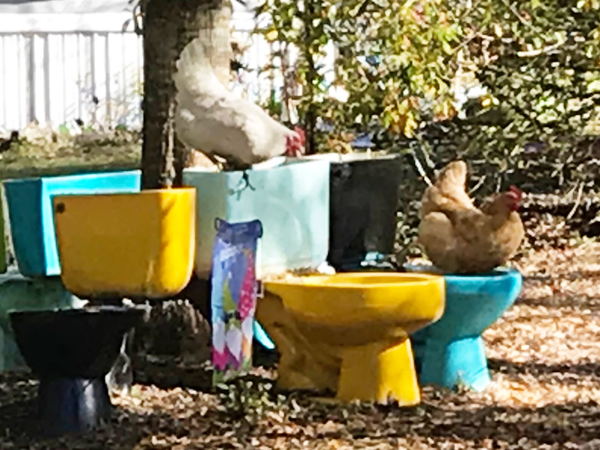 Lawn art with chickens