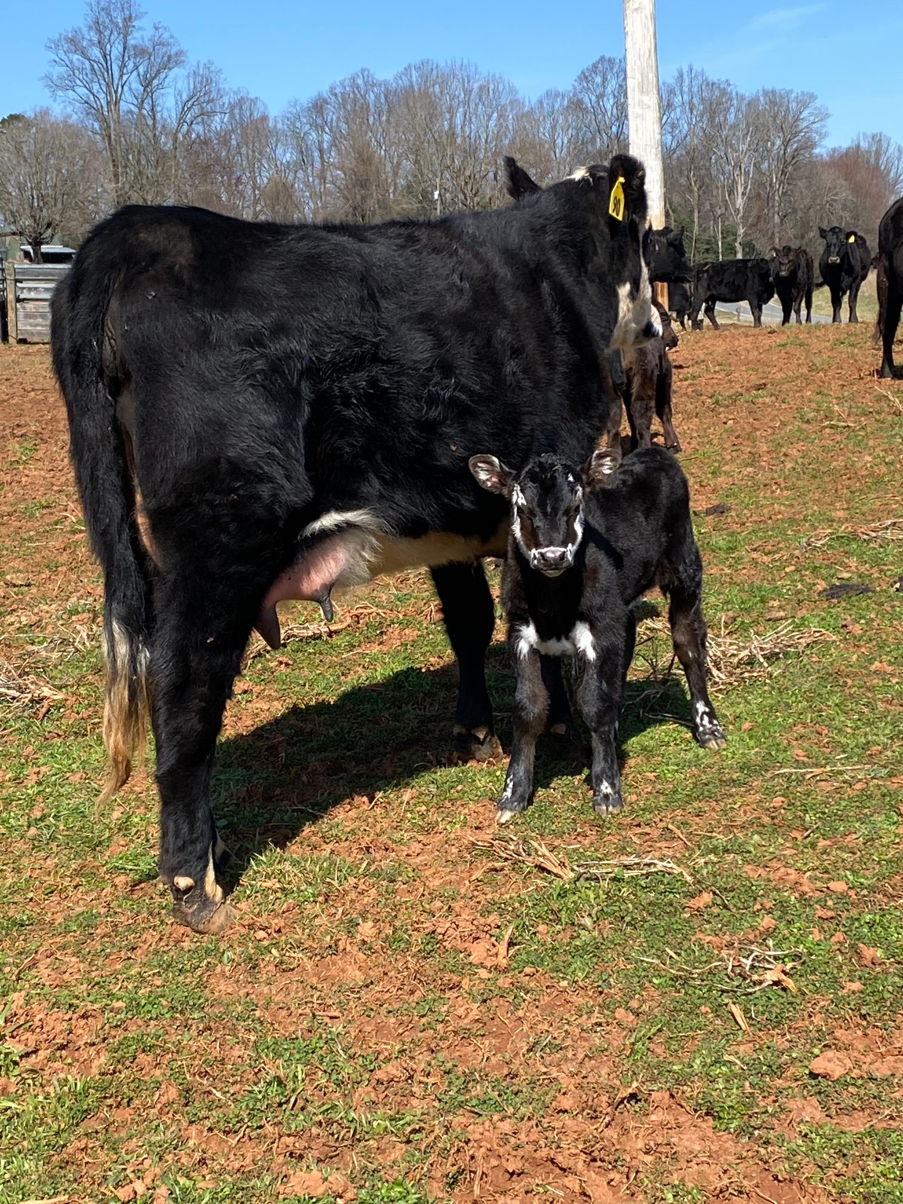 Some of the cows we have near the campsite 