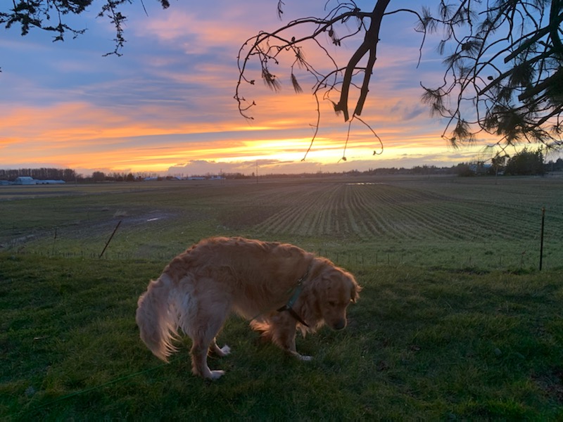Oostema Farmstead Campsites