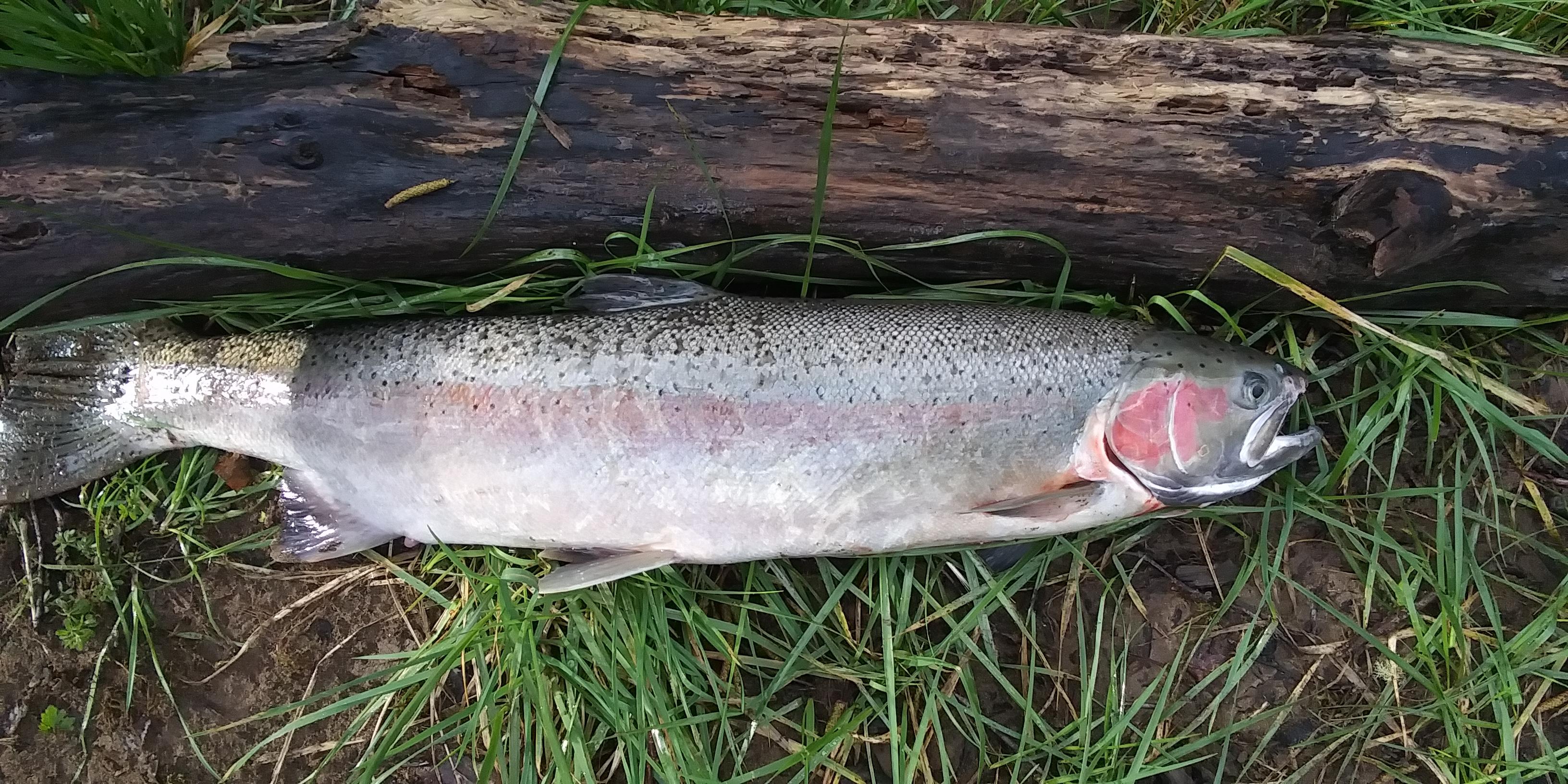 Dragons Gate Gardens & Wilds