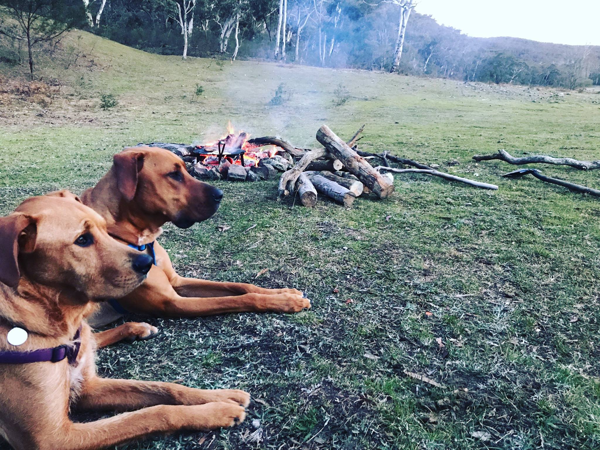 Dogs enjoying their timeout with nature, and waiting patiently for the tasty after dinner scraps 