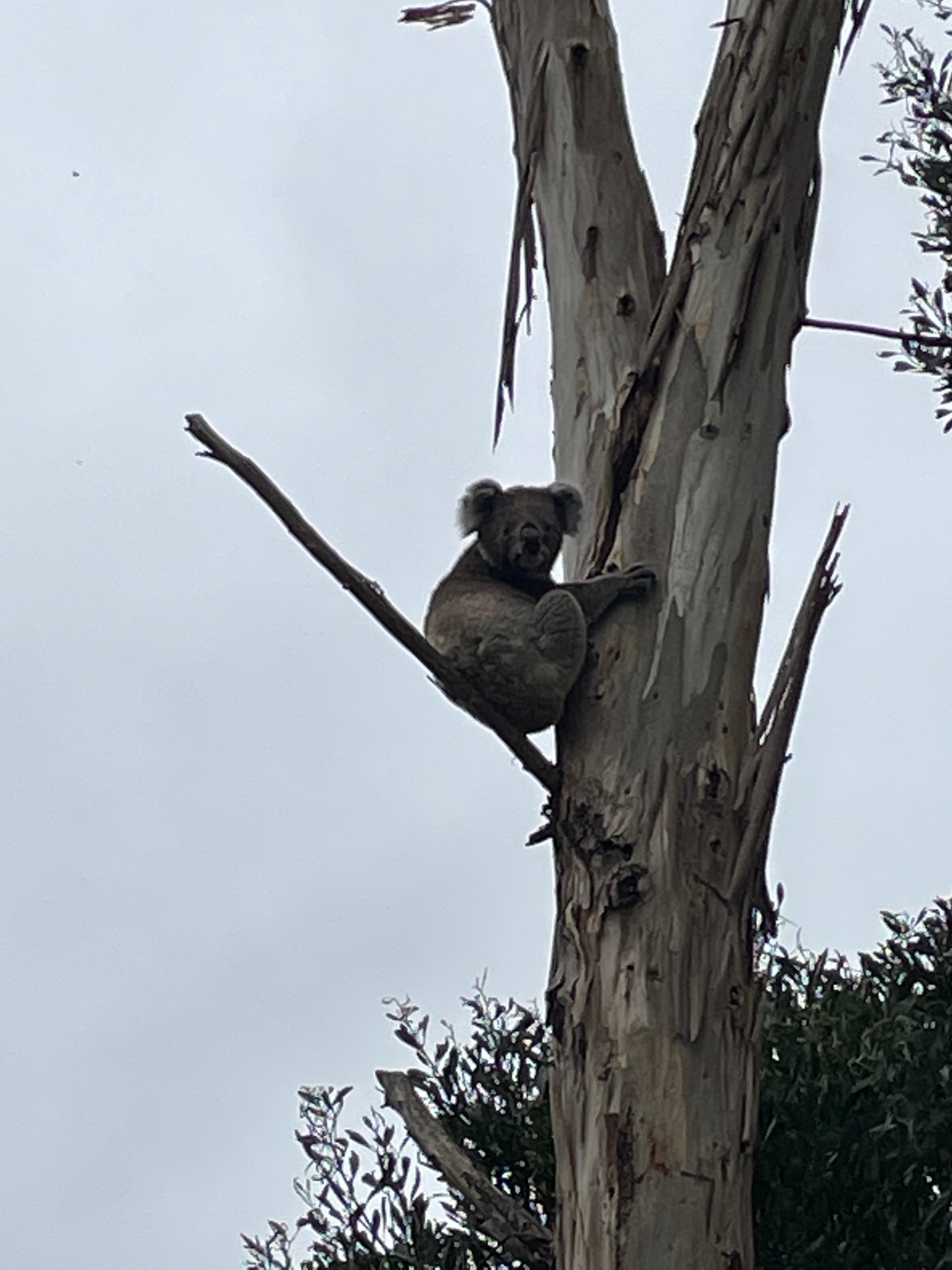 Another local who tends to hang around the main Site, must enjoy the views.