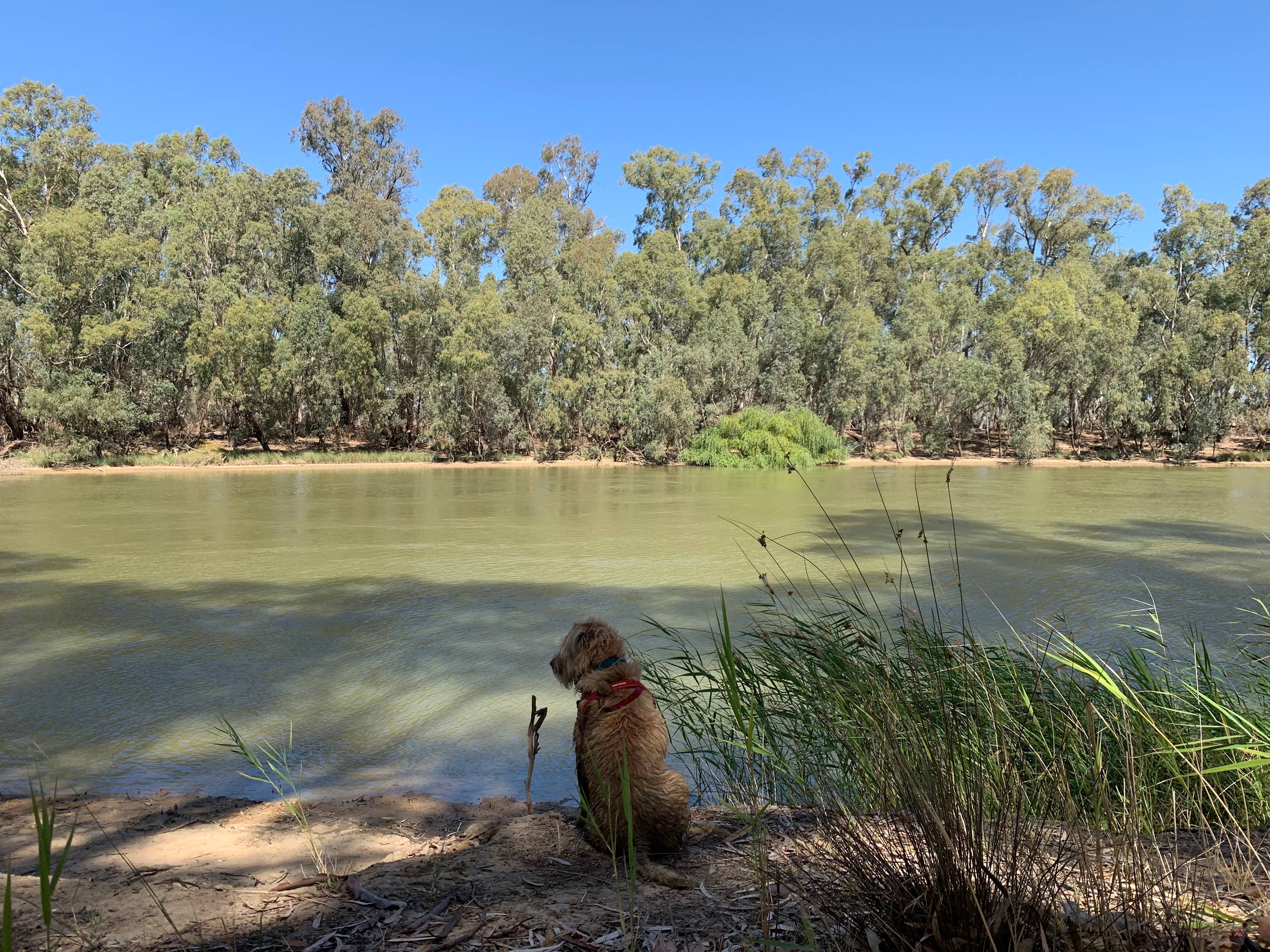 Dog had a good time, he's a chasing terrier type and so we were glad not too much wildlife for him.. a couple of roos and some lizards .. he swam a lot and chased his frisbee mainly