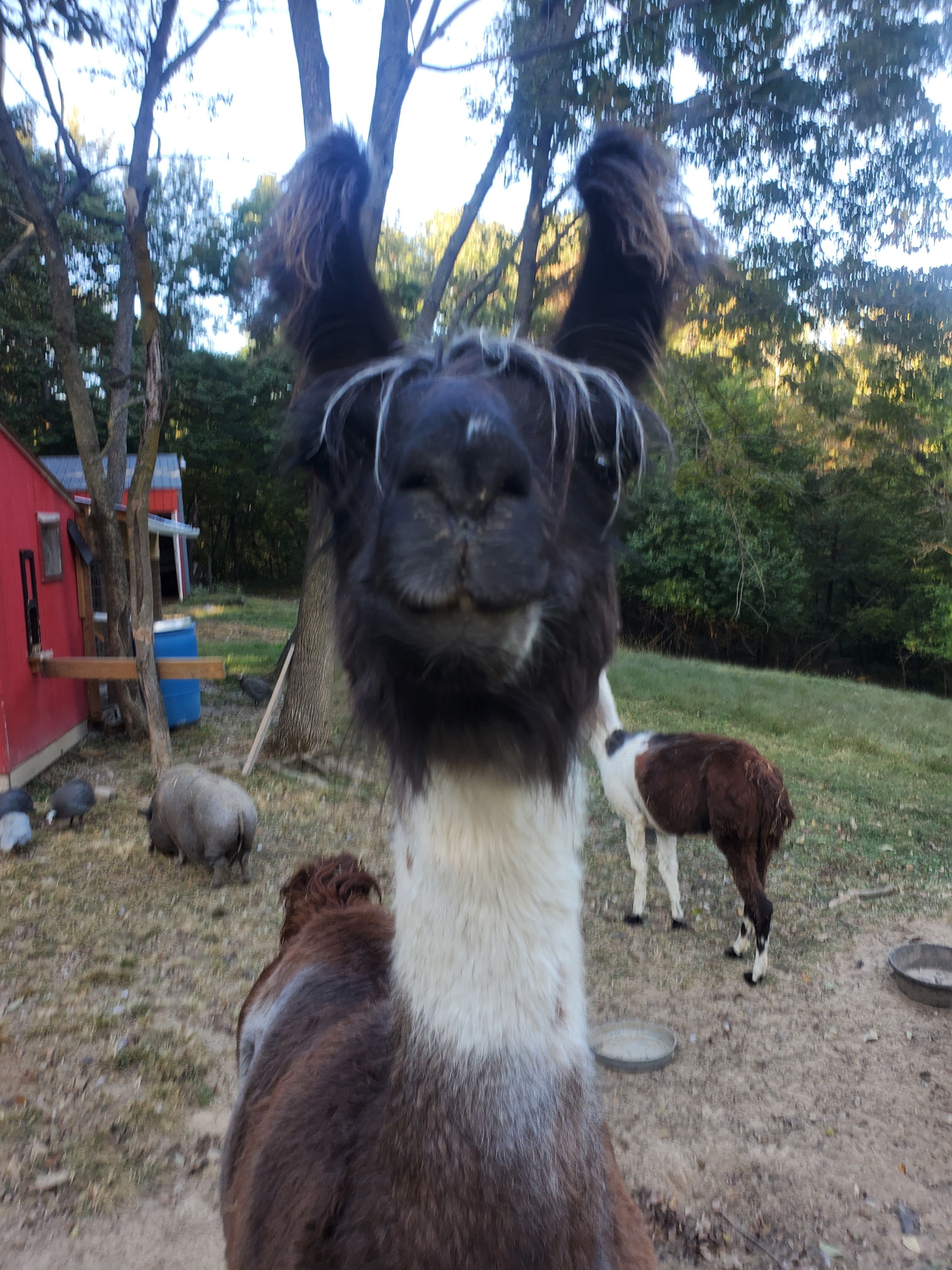 Visit our furry friends.