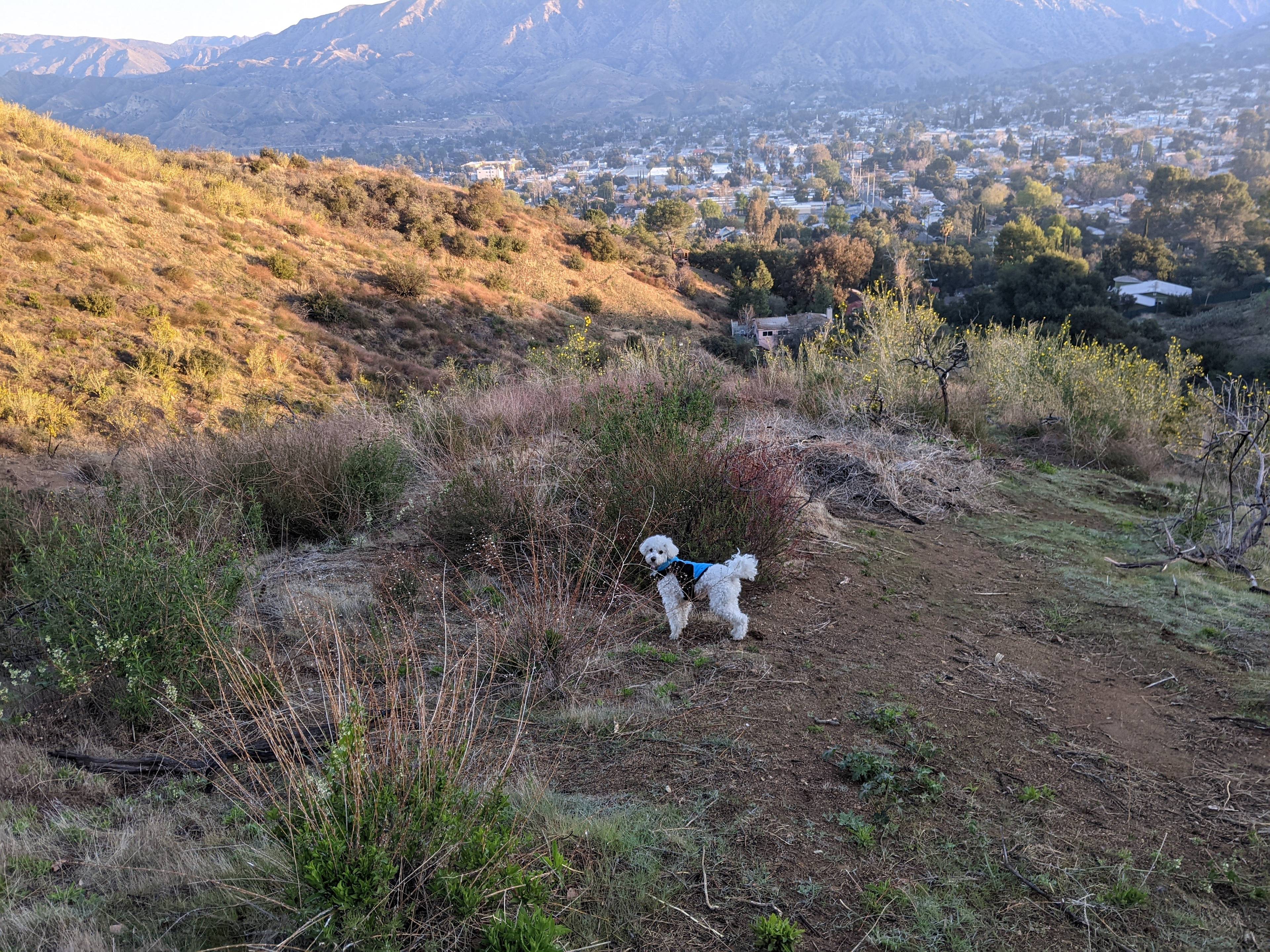 Plenty of space for my dog to run around and explore!