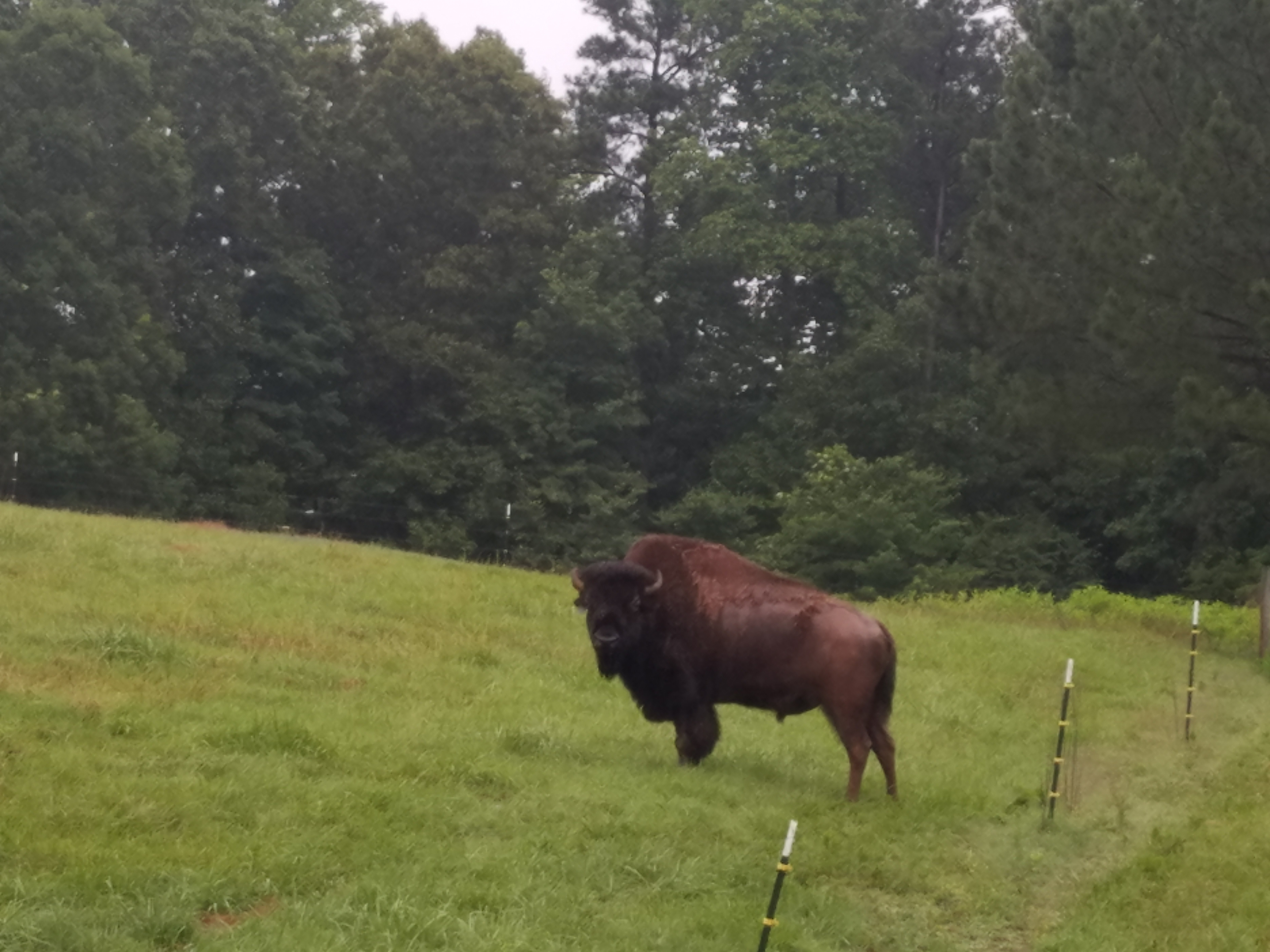 Piedmont Bison Ranch / Bison Trail