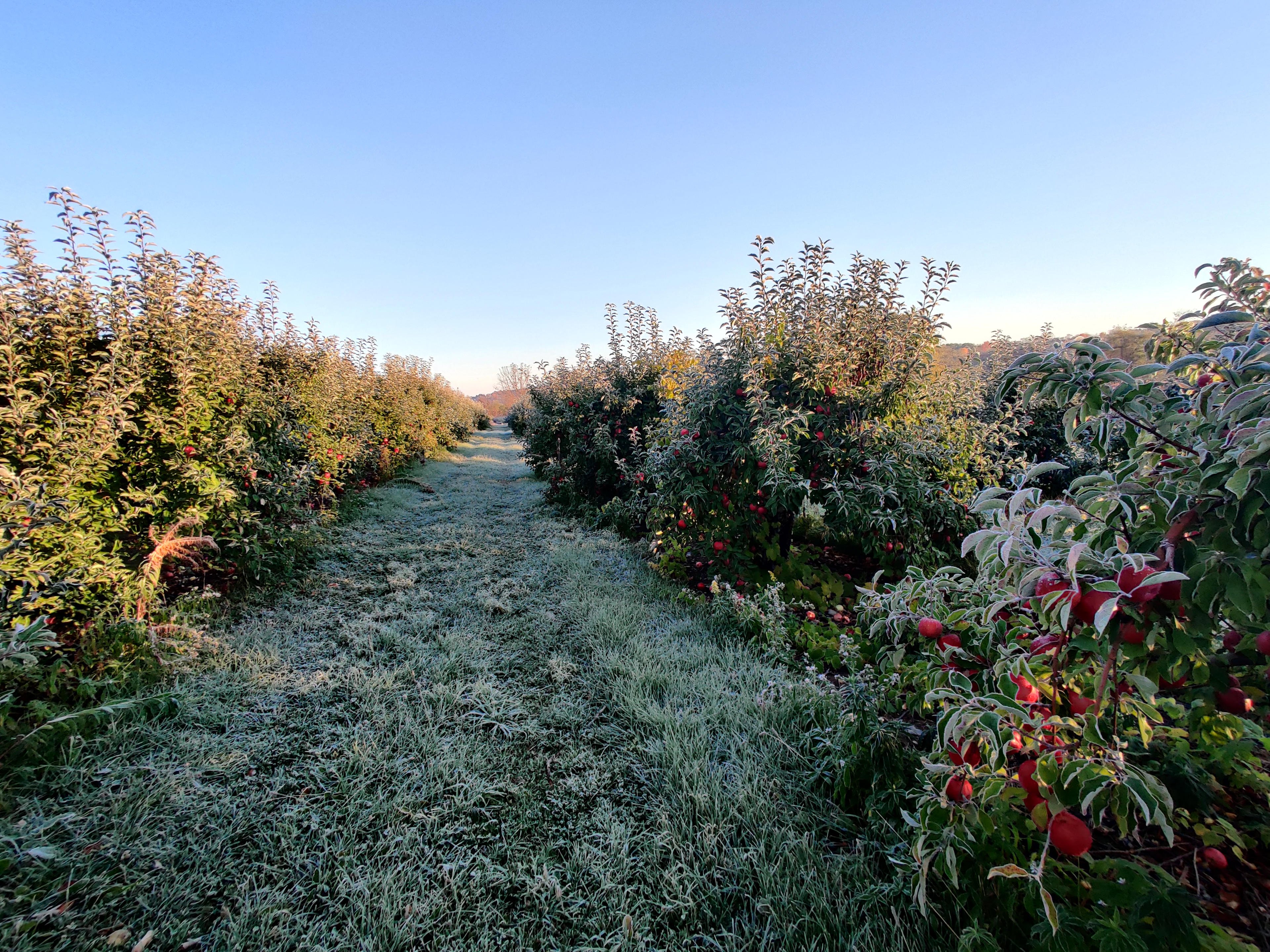 Grisamore Farms