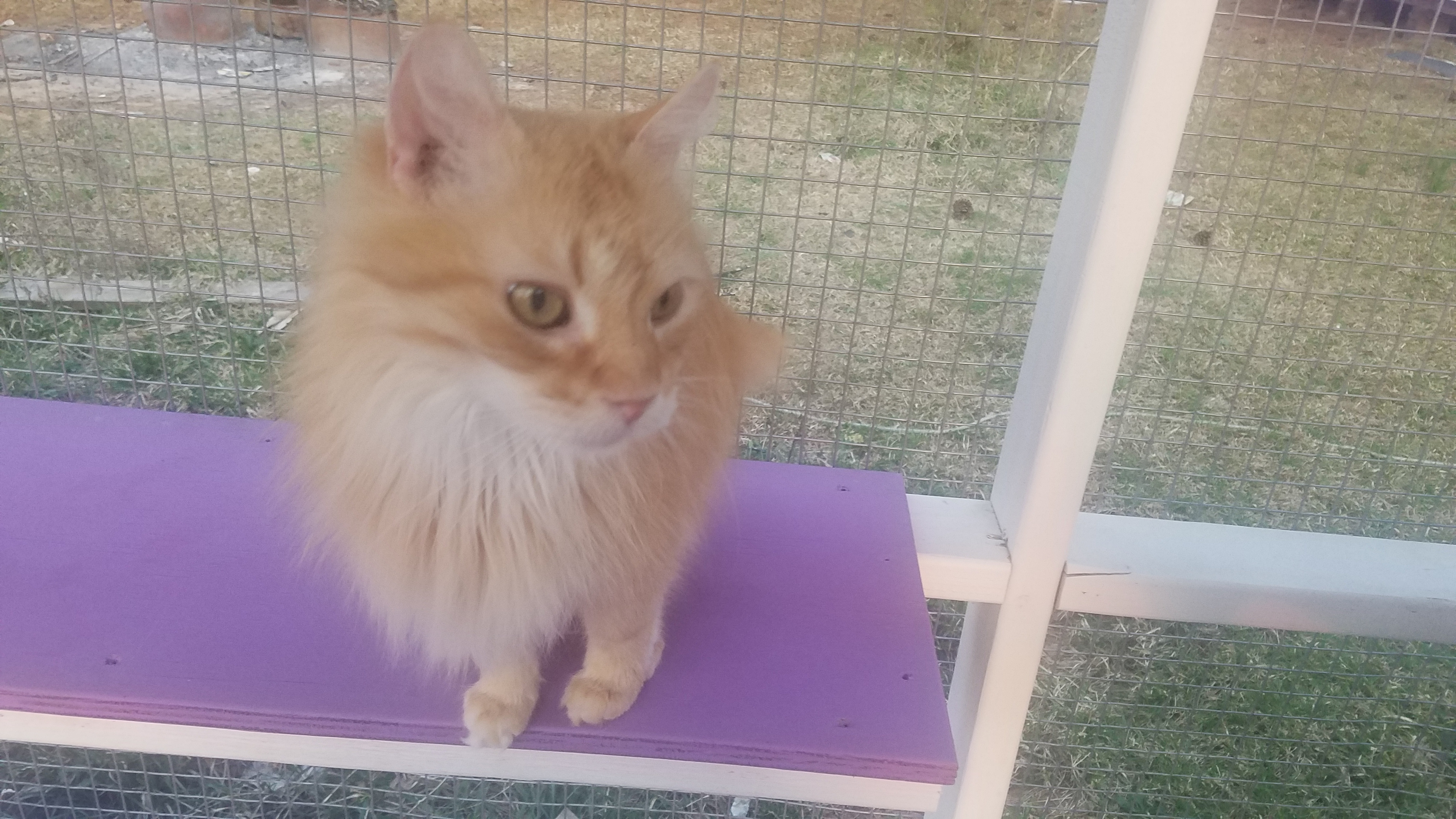 Camp with rescue cats