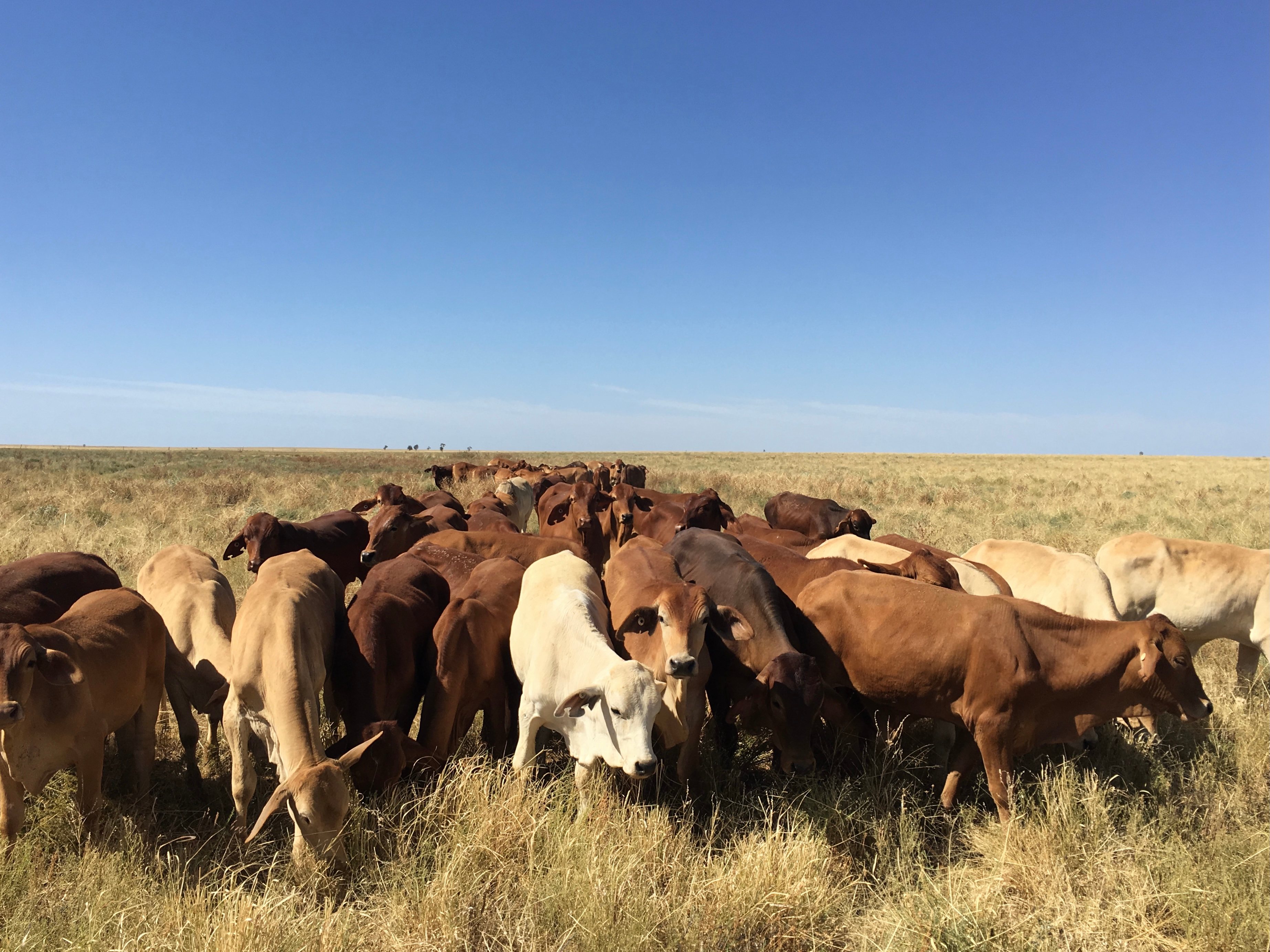 Goodberry Broadwater Campground