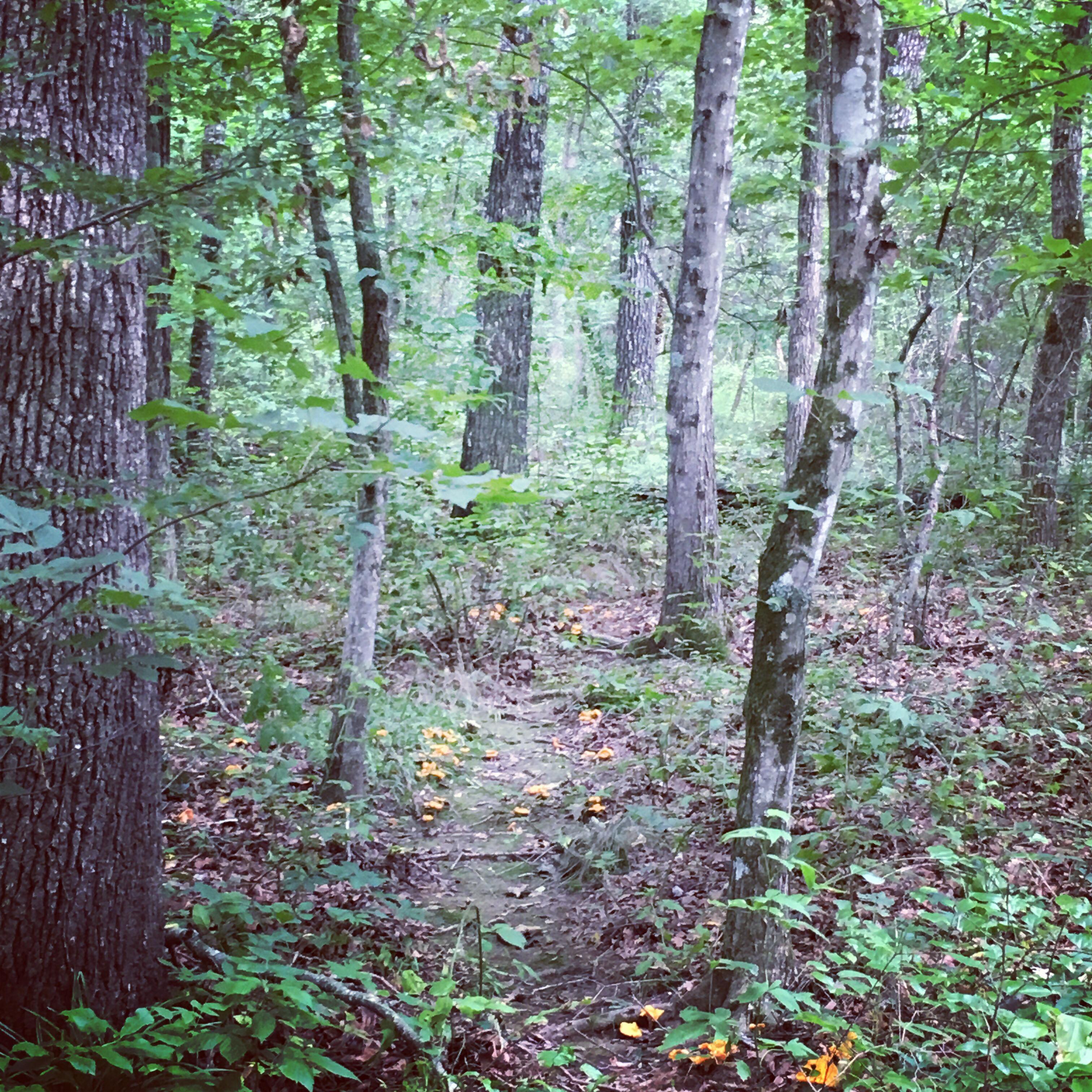 Woodybrooke Farm Campground