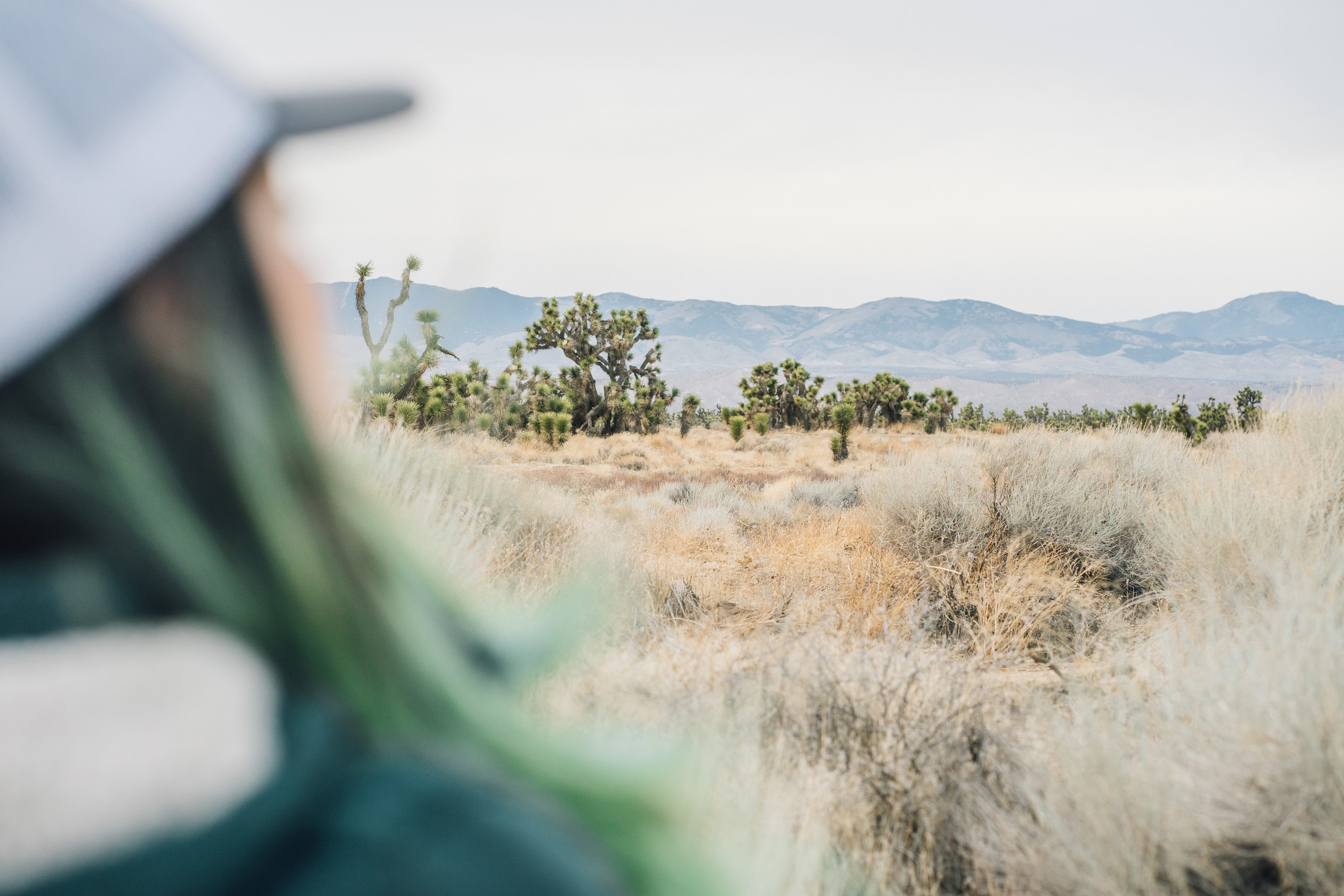 J-Tree feels without the crowds.