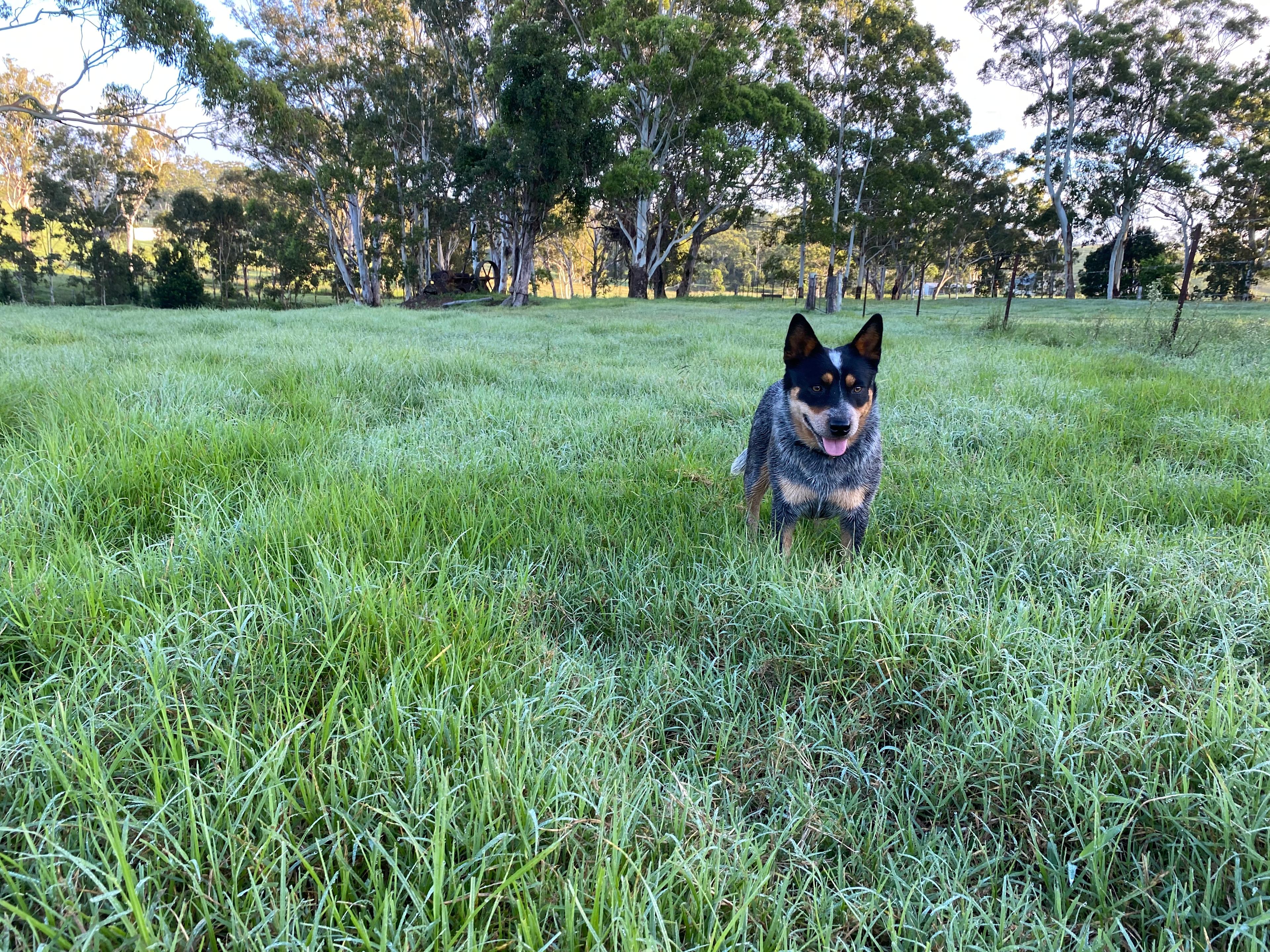 Diamond Ridge Grazing