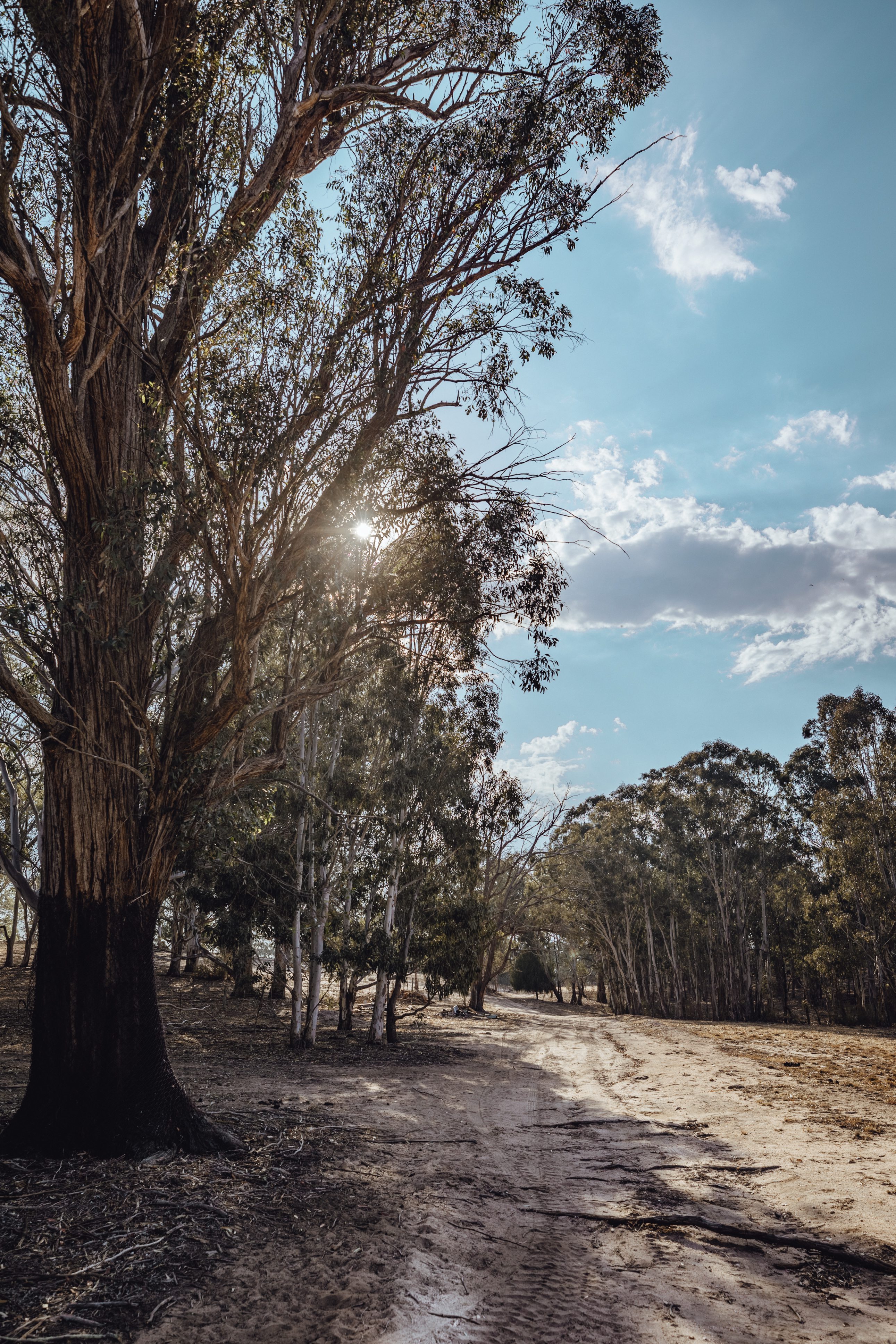 Access track to camp ground
