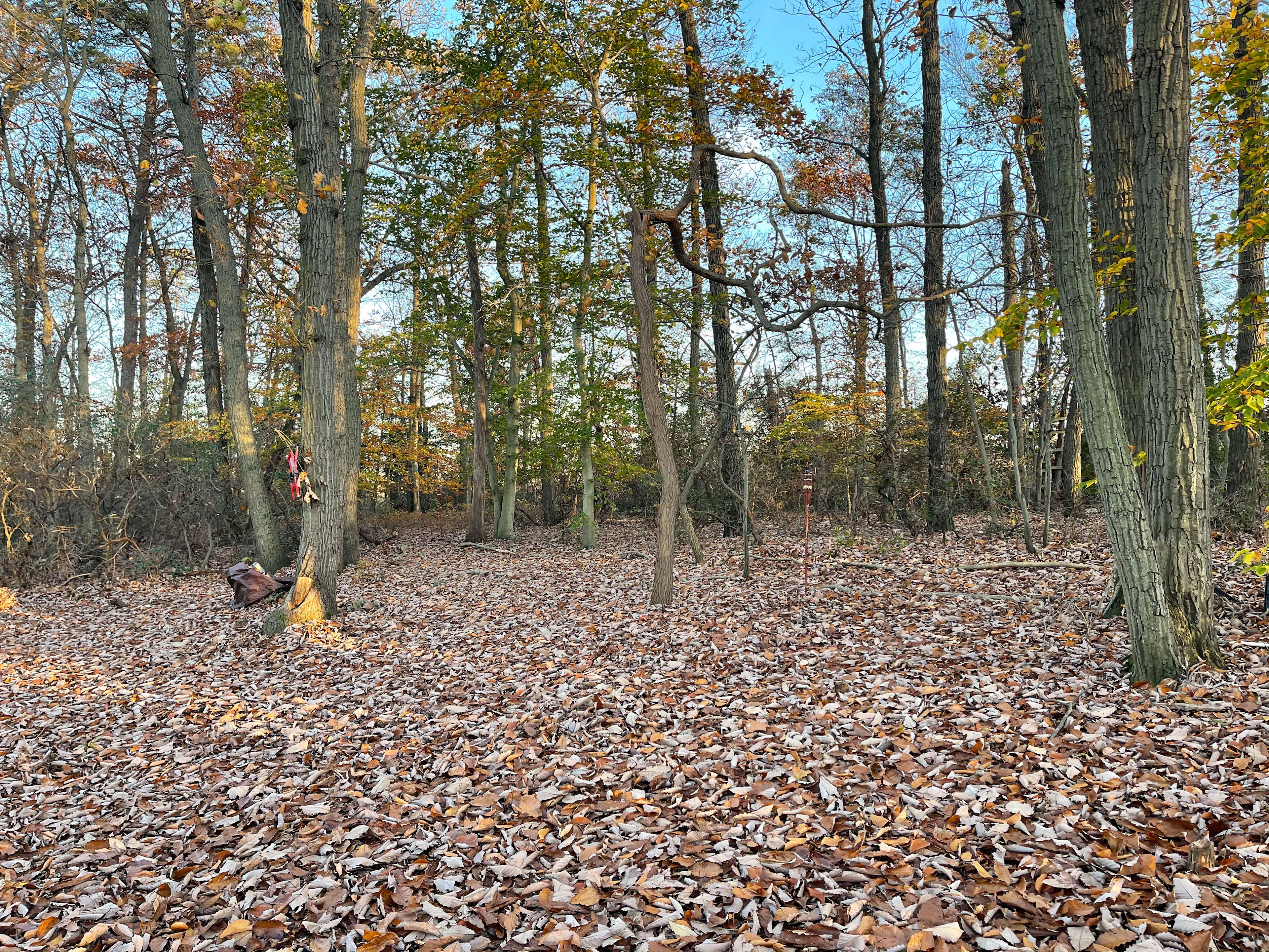 A quiet place in the woods on an island to unplug from the world and connect with nature.