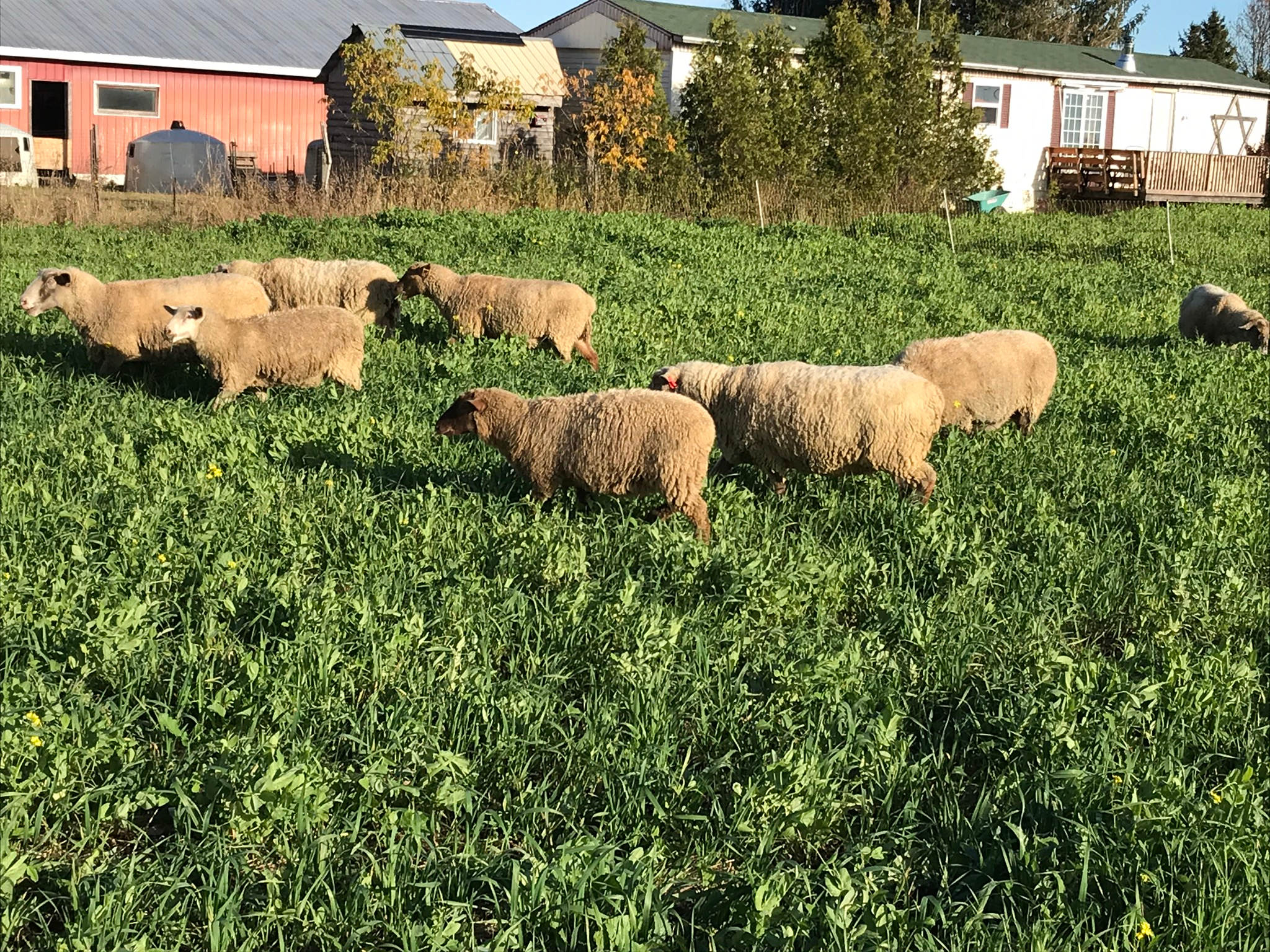 Sheep herd