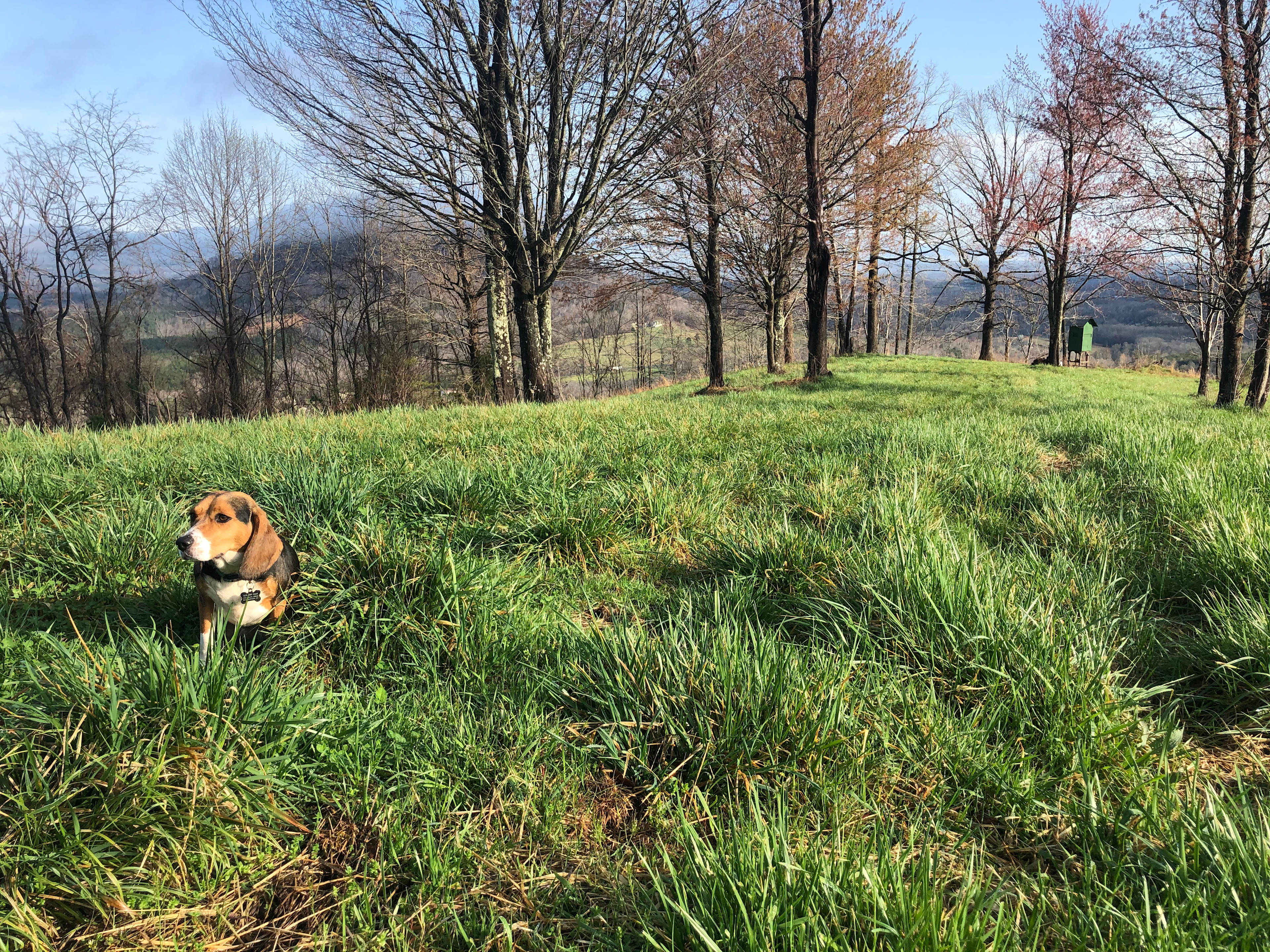 Bolin Knob Meadows