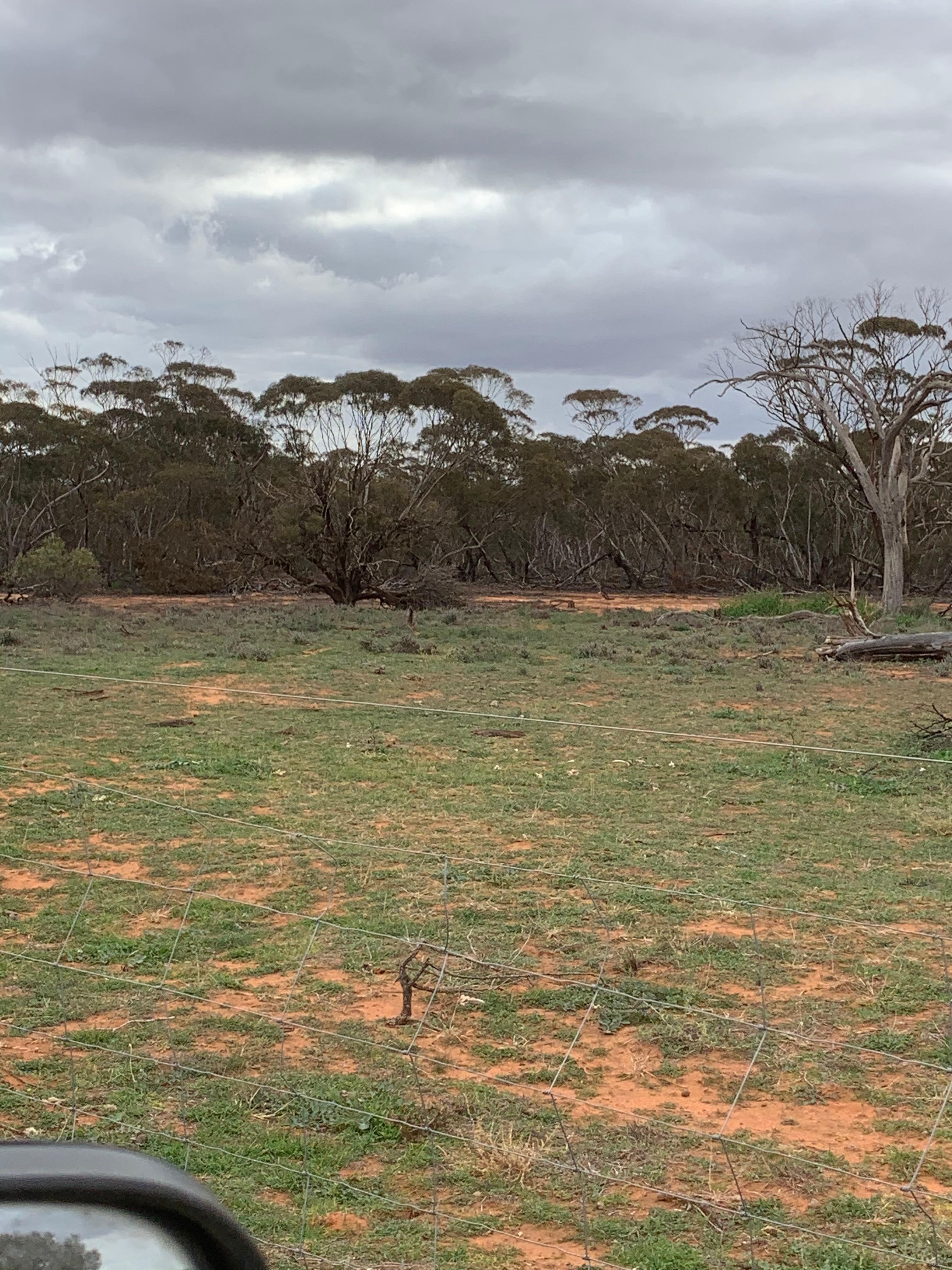 Beautiful mallee field