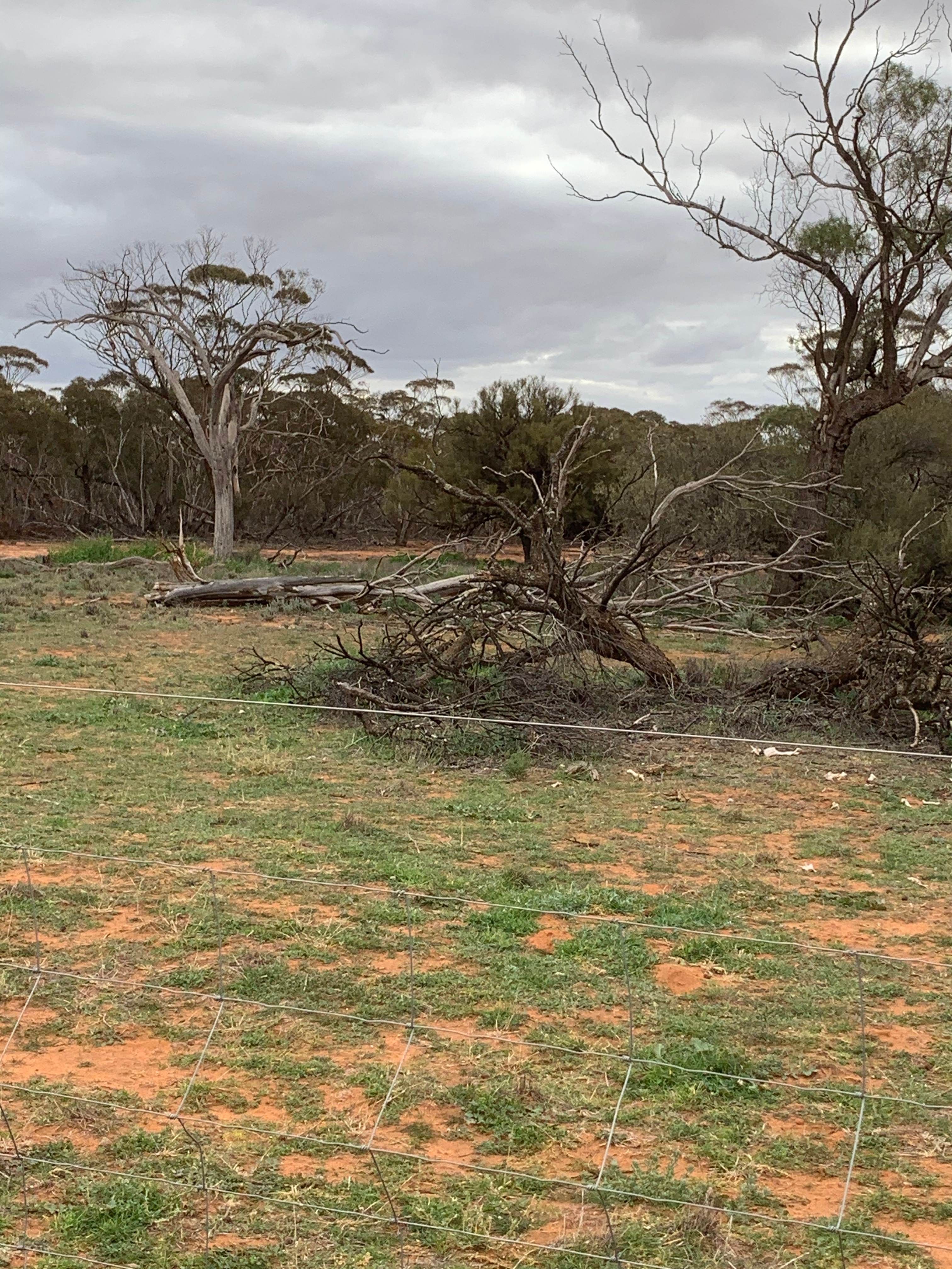 Beautiful mallee field