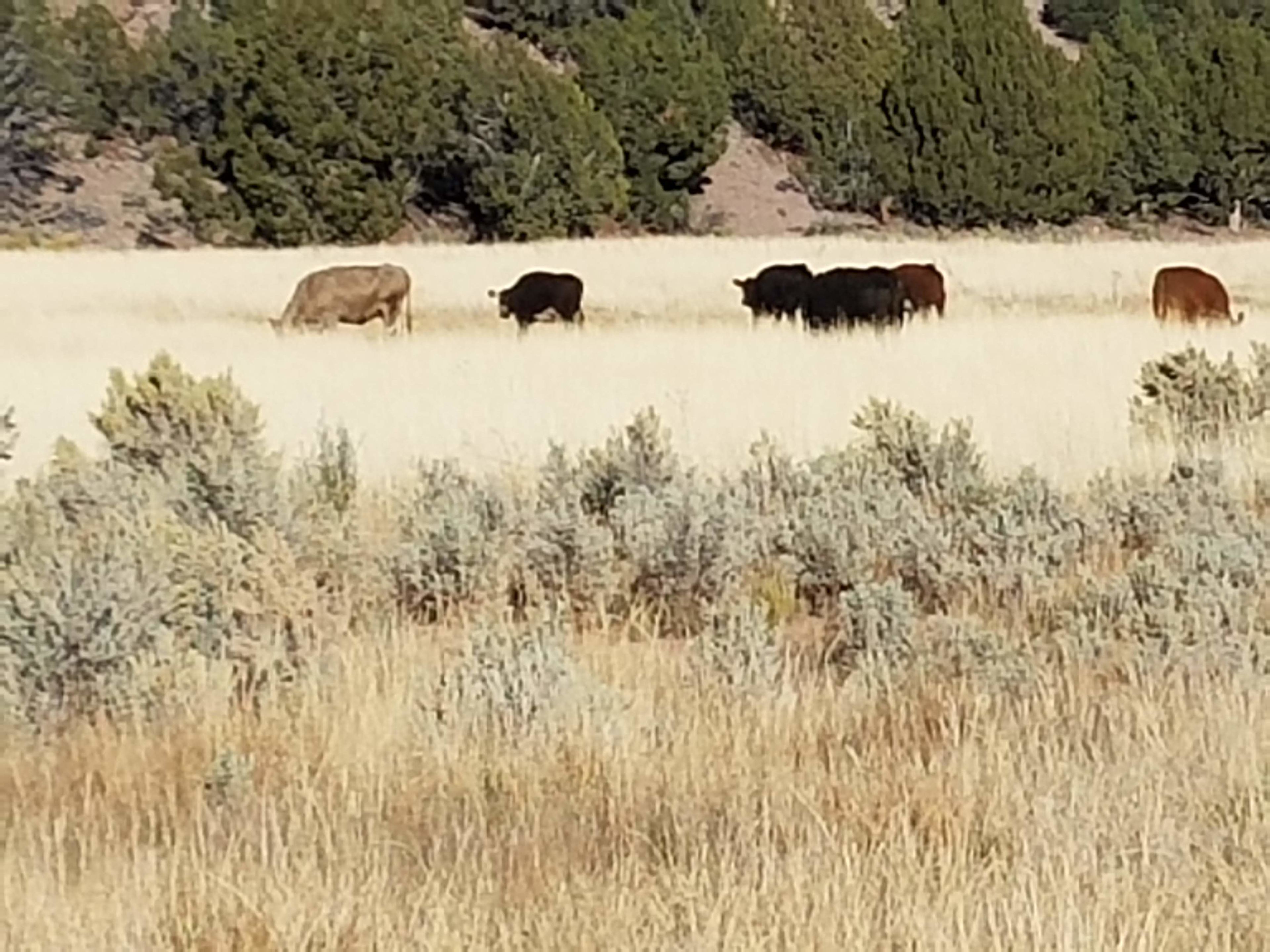 Tenting at Juniper Meadows Ranch