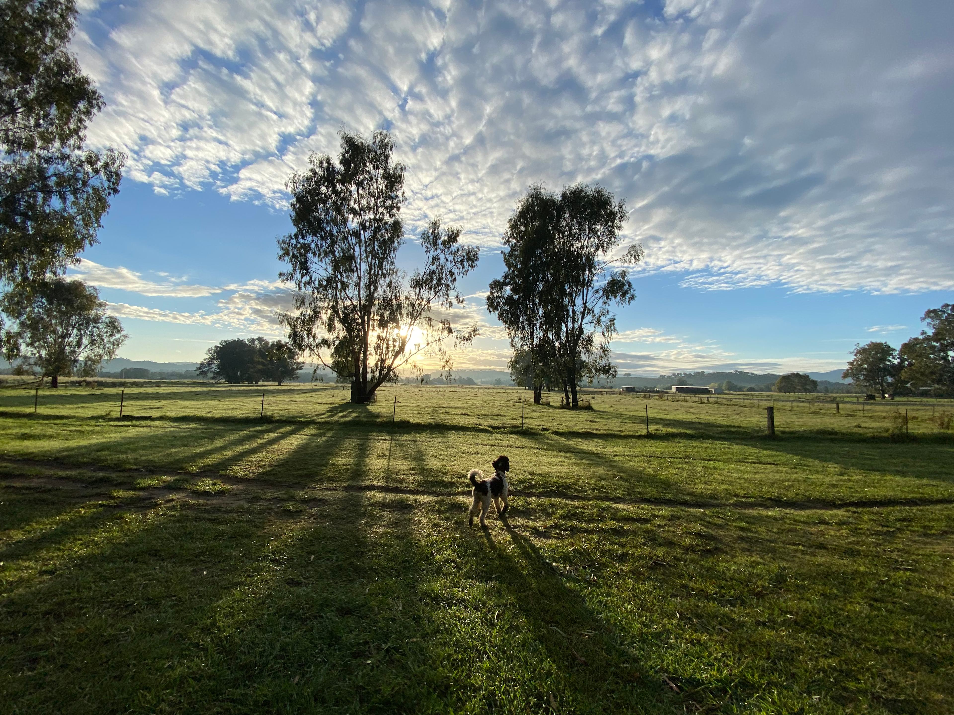 Bahwidgee on Tumut River